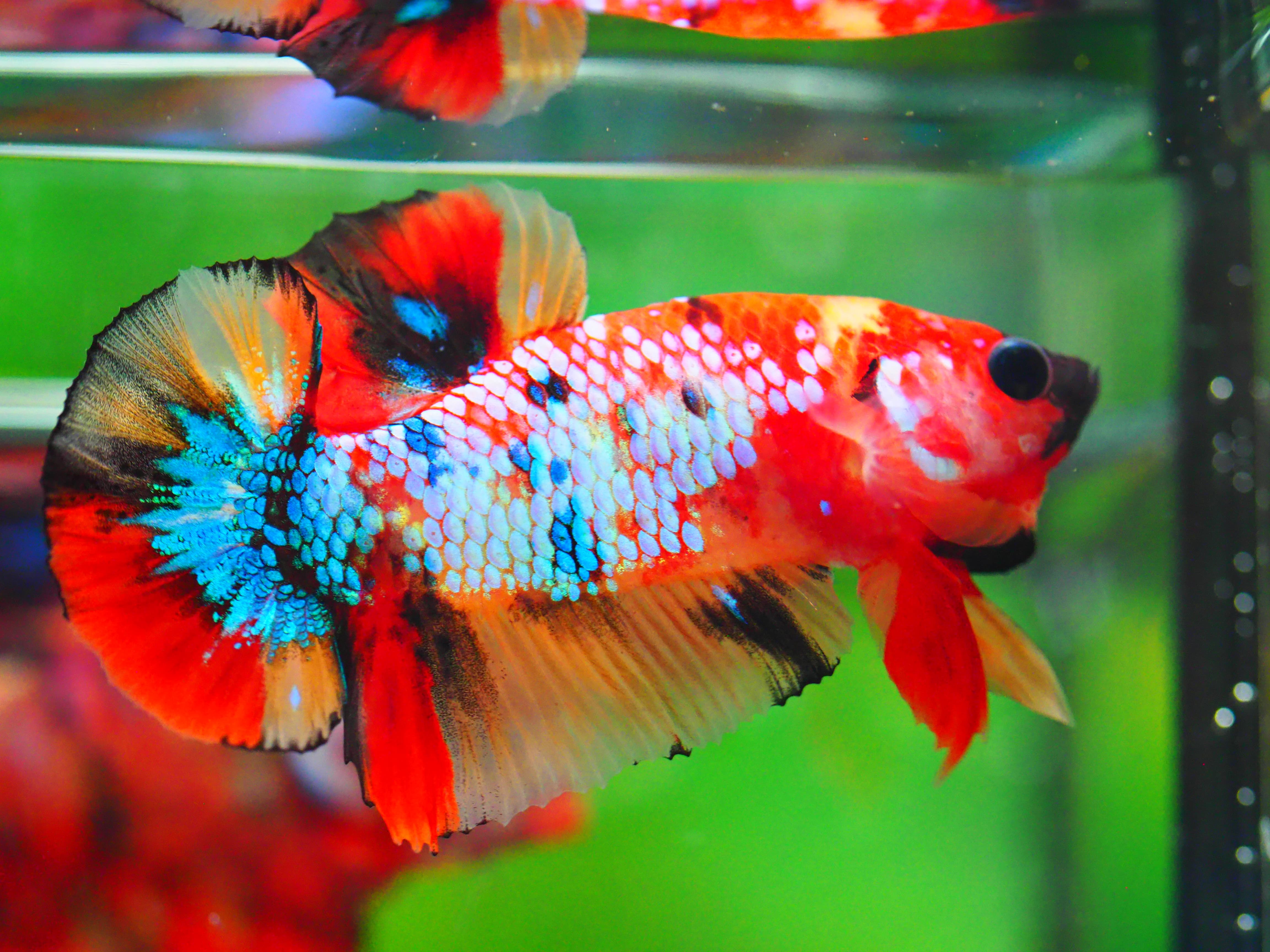 HMPK NEMO GALAXY MALE GRADE A +++