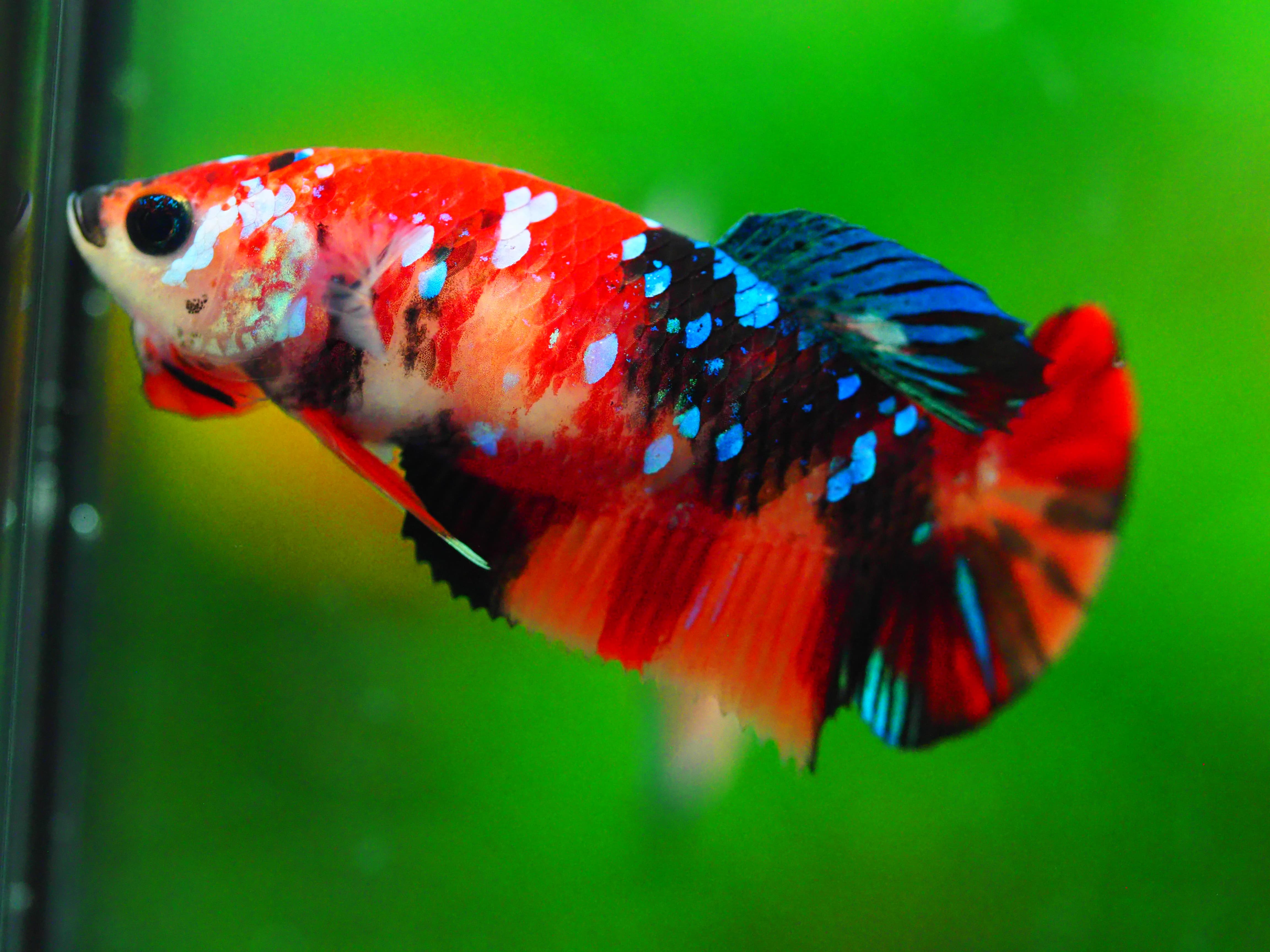 HMPK KOI GALAXY FNMALE GRADE A +++