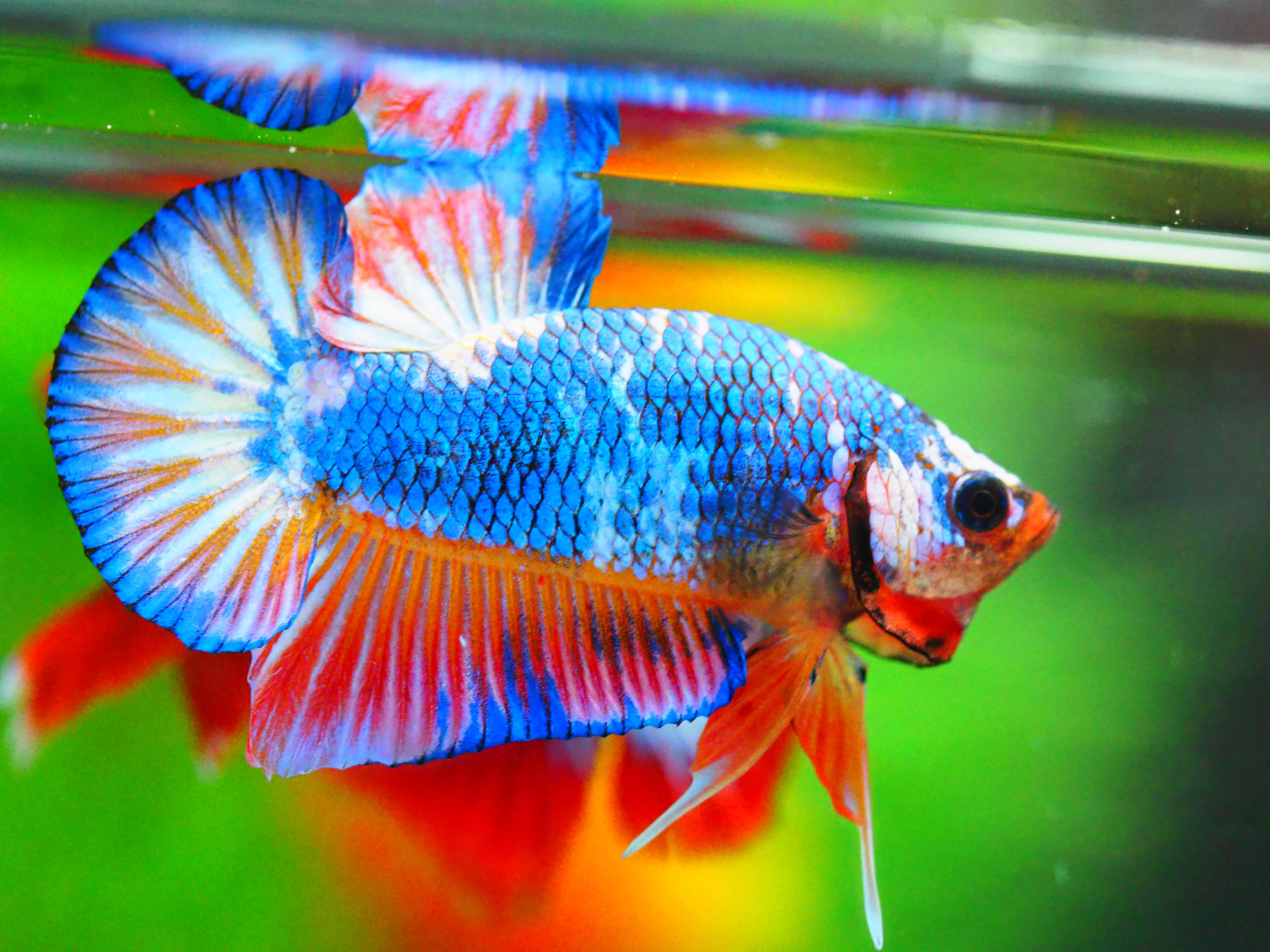 HMPK FANCY MALE GRADE A +++