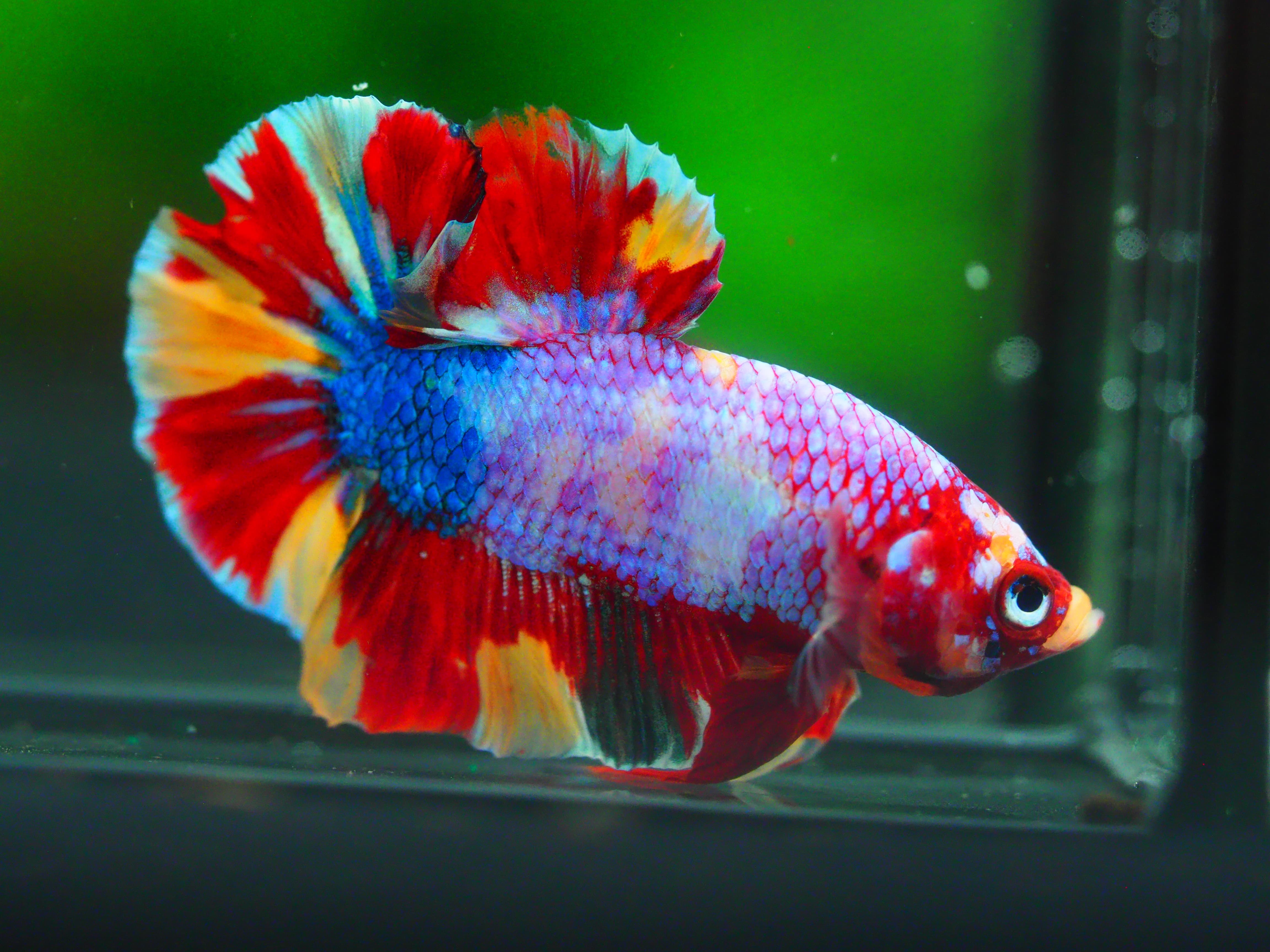 HMPK KOI GALAXY MALE GRADE A +++