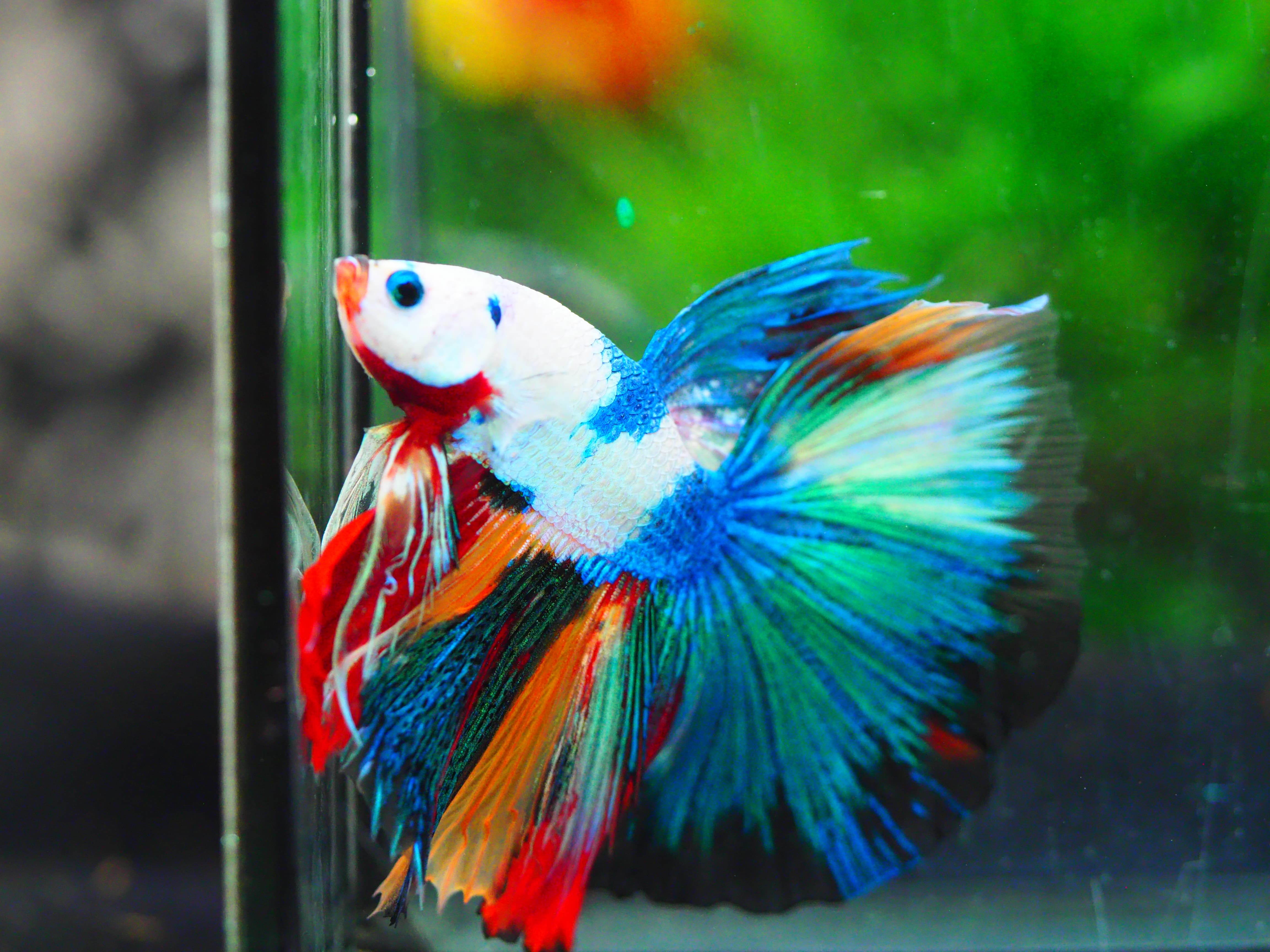 HM KOI GALAXY MALE GRADE A +++