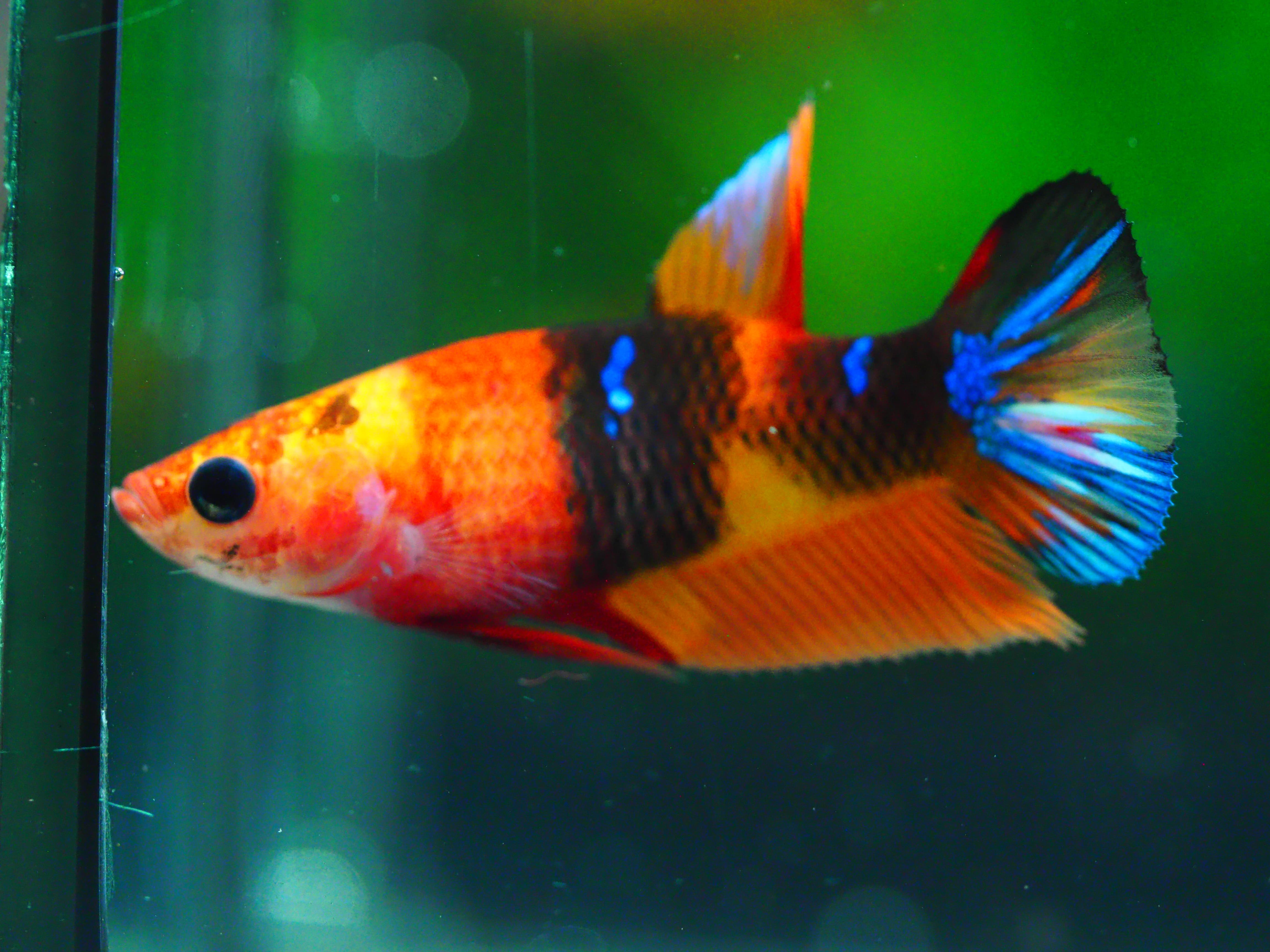 HMPK NEMO GALAXY FNMALE GRADE A +++