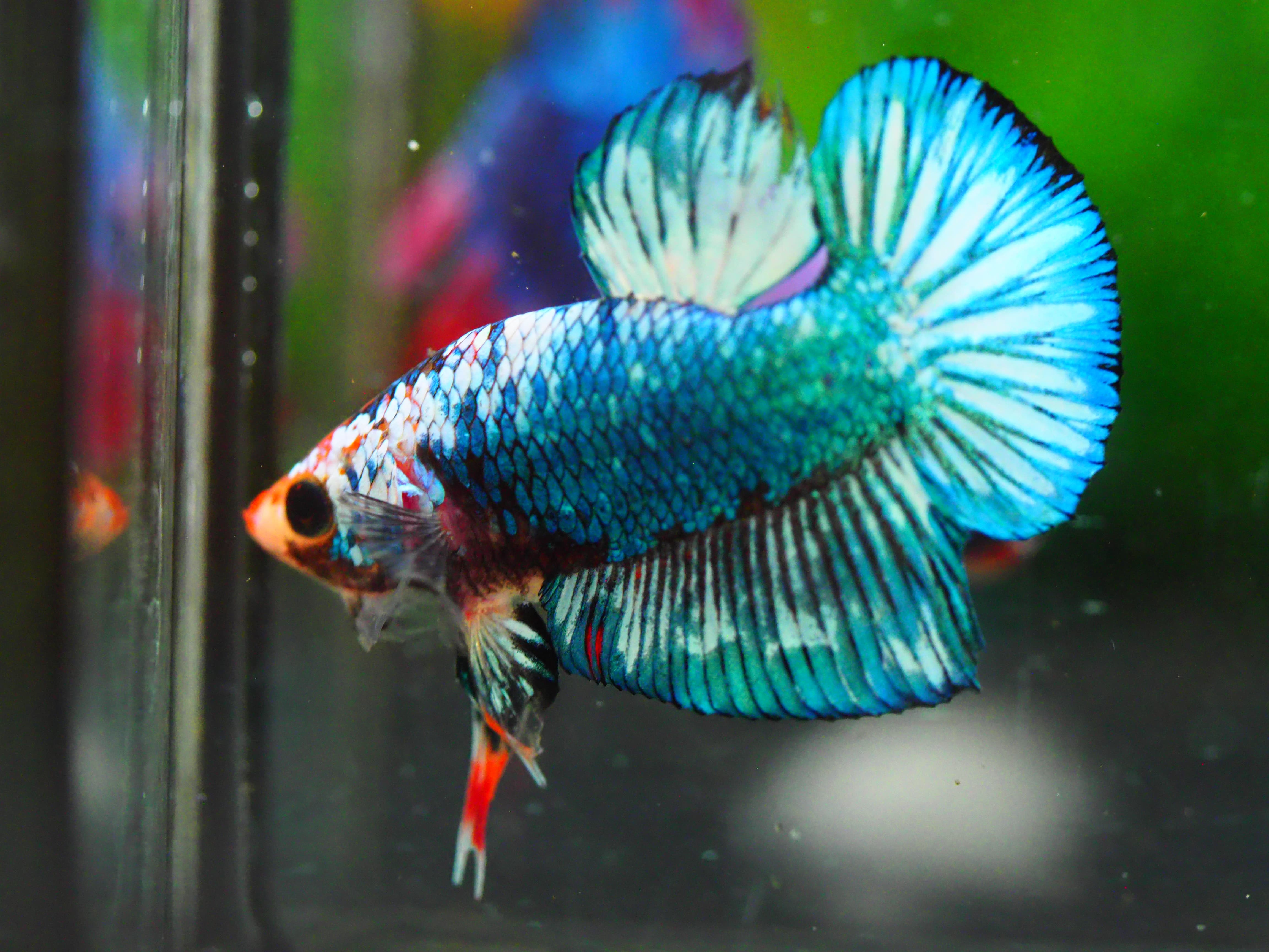 HMPK FANCY MALE GRADE A +++