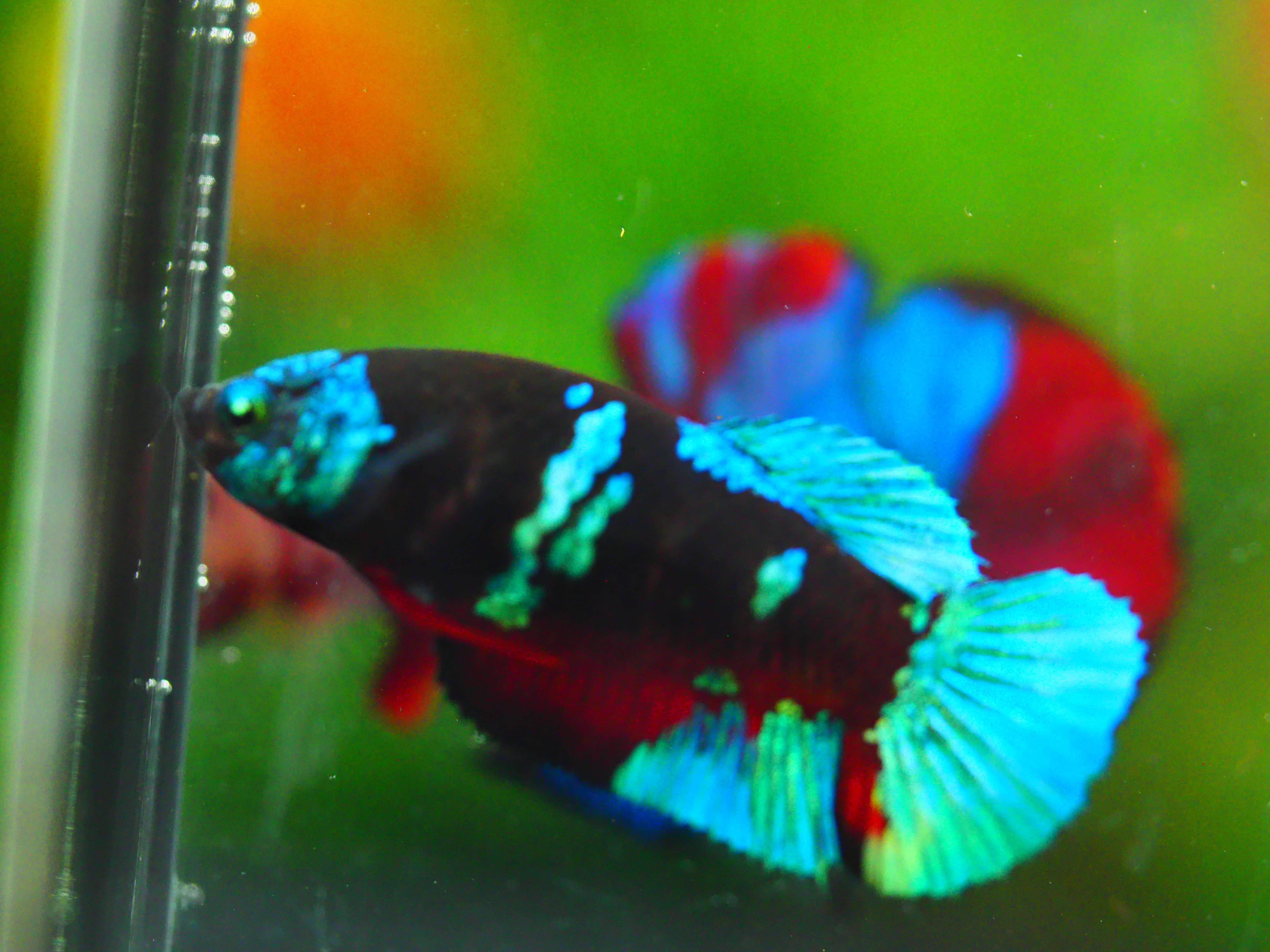 HMPK KOI GALAXY FEMALE GRADE A +++