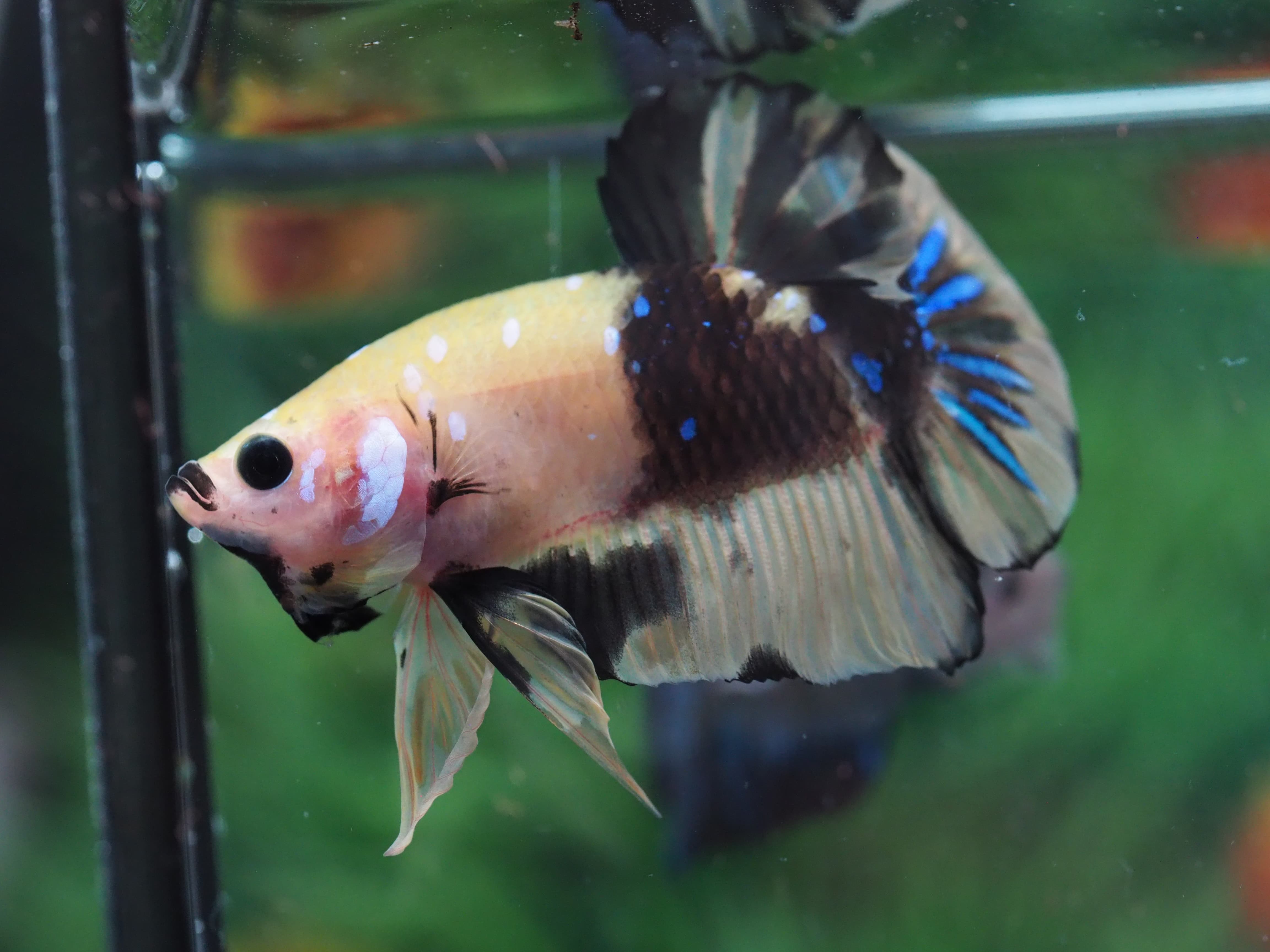 HMP KOI YELLOW MALE GRADE A+