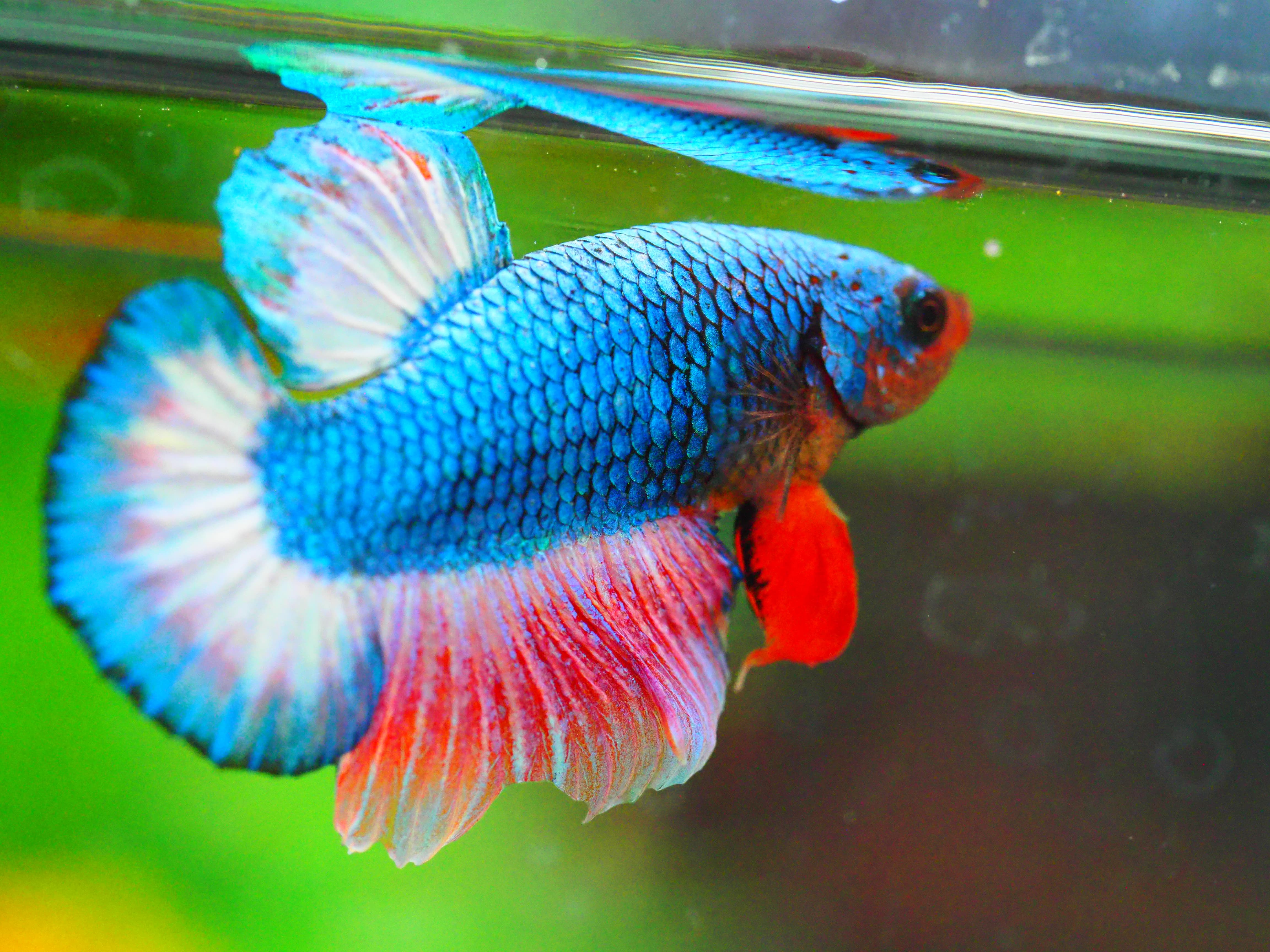 HMPK FANCY MALE GRADE A +++