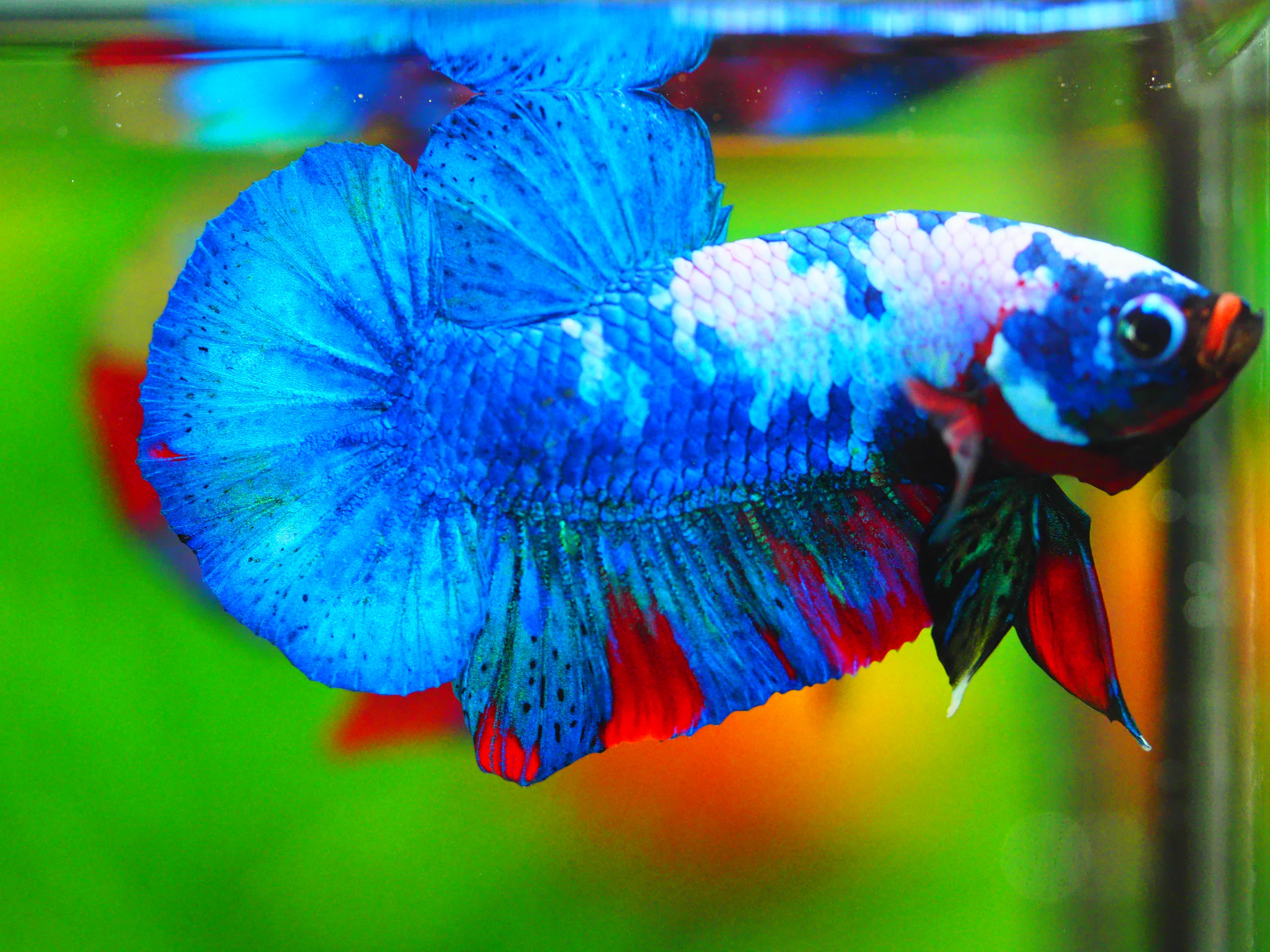 HMPK KOI FANCY MALE GRADE A +++