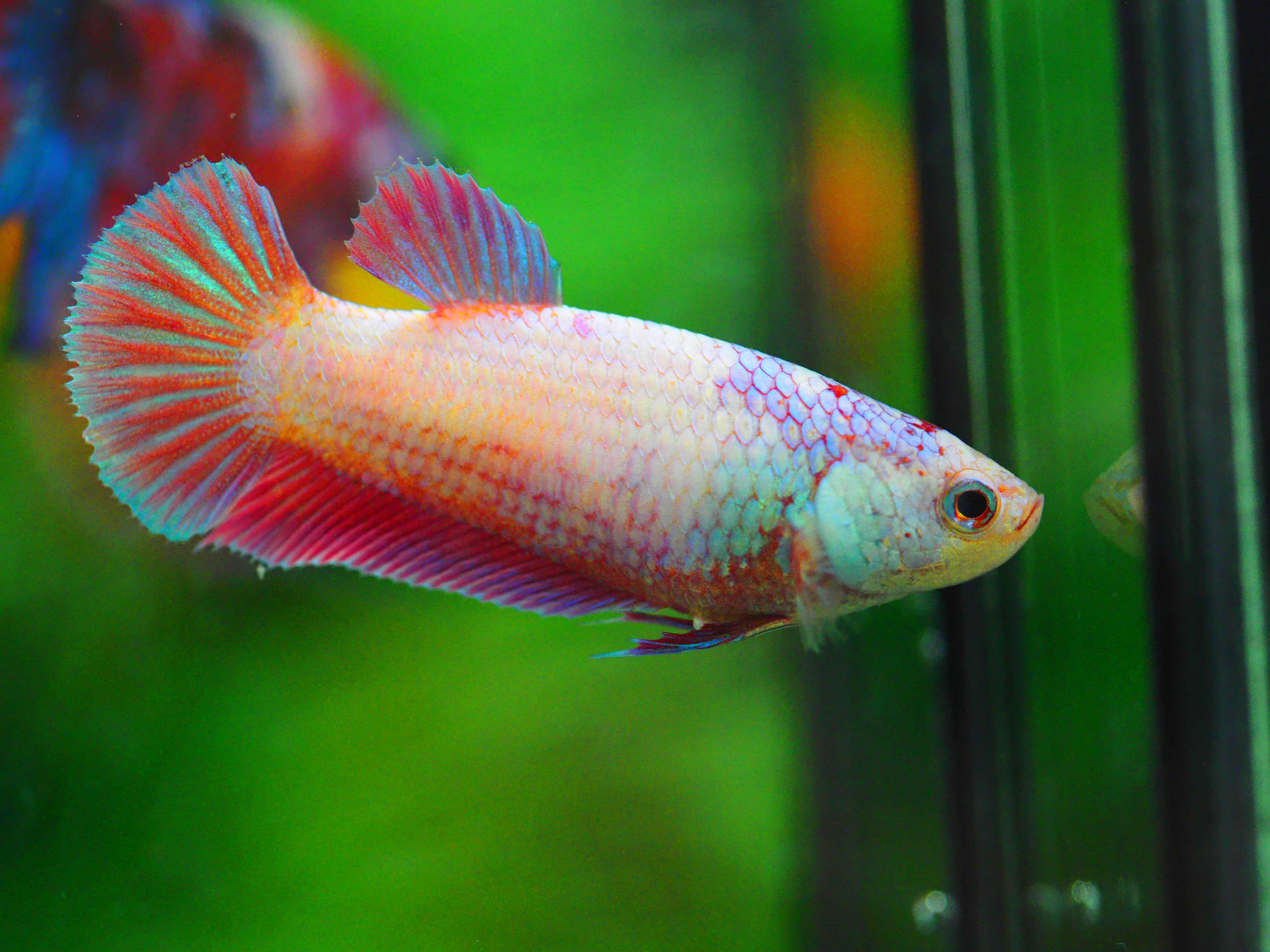 HMPK FANCYFN MALE GRADE A +++