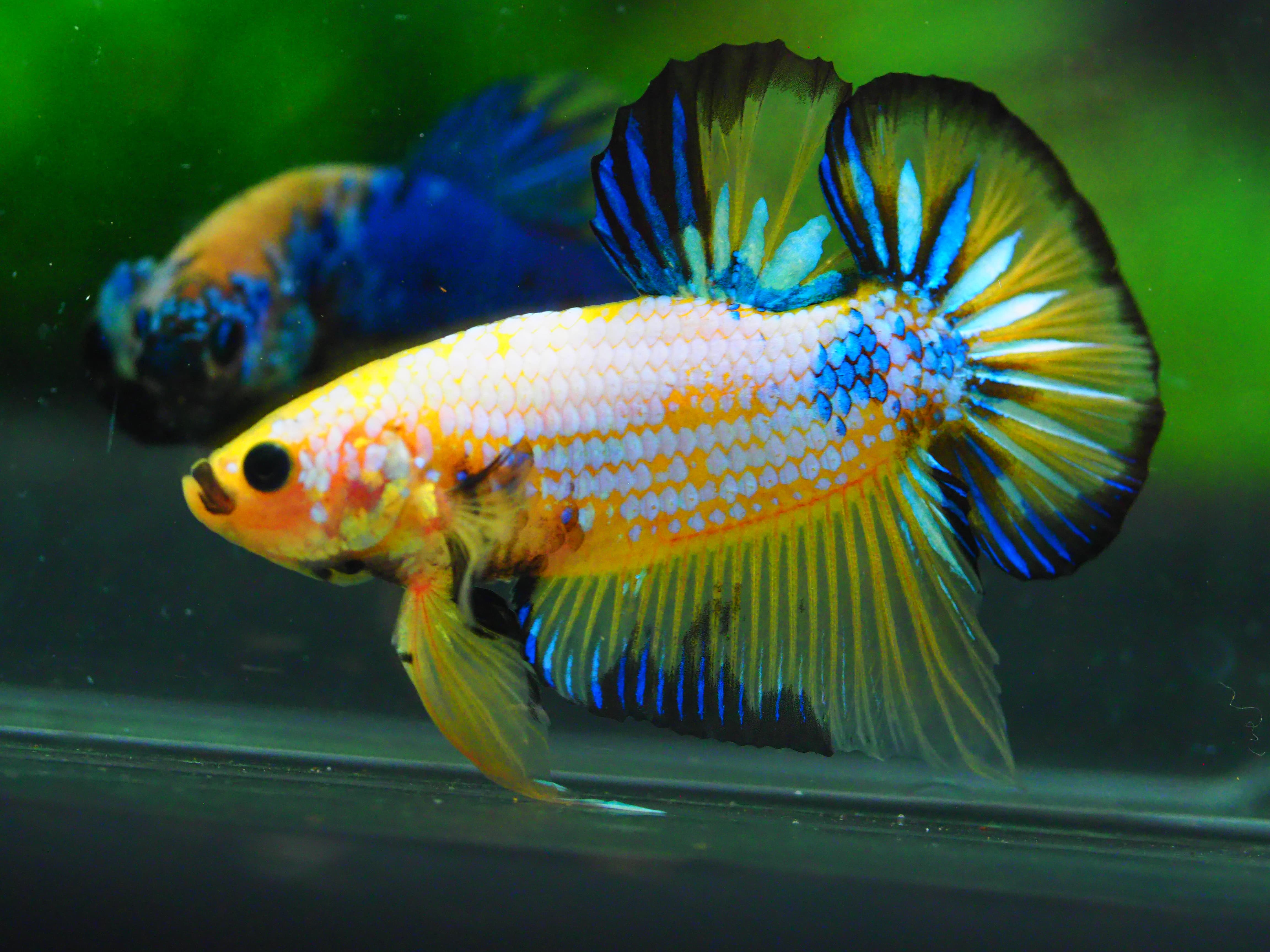 HMPK FANCY MALE GRADE A +++