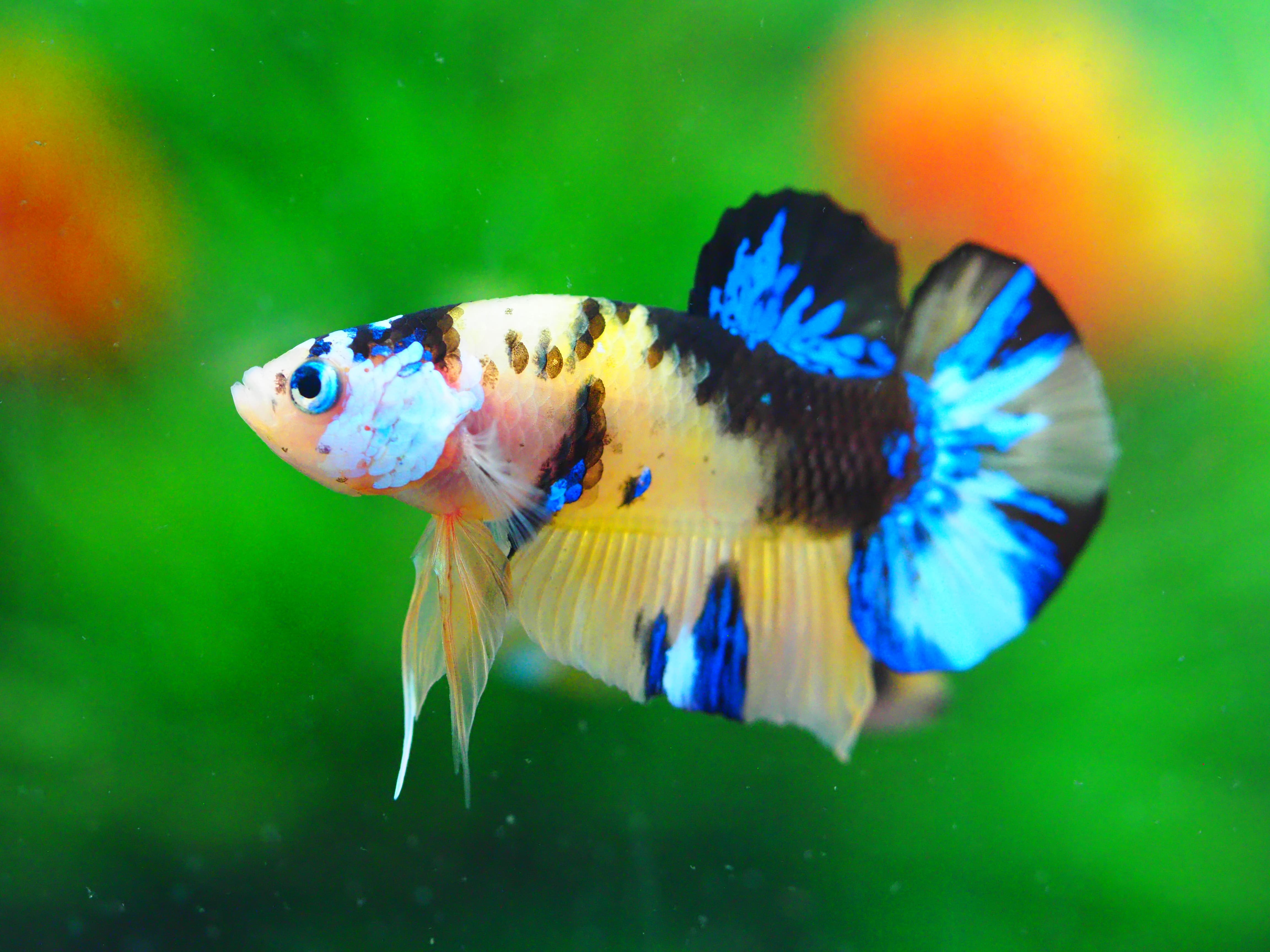 HMPK KOI YELLOW MALE GRADE A +++