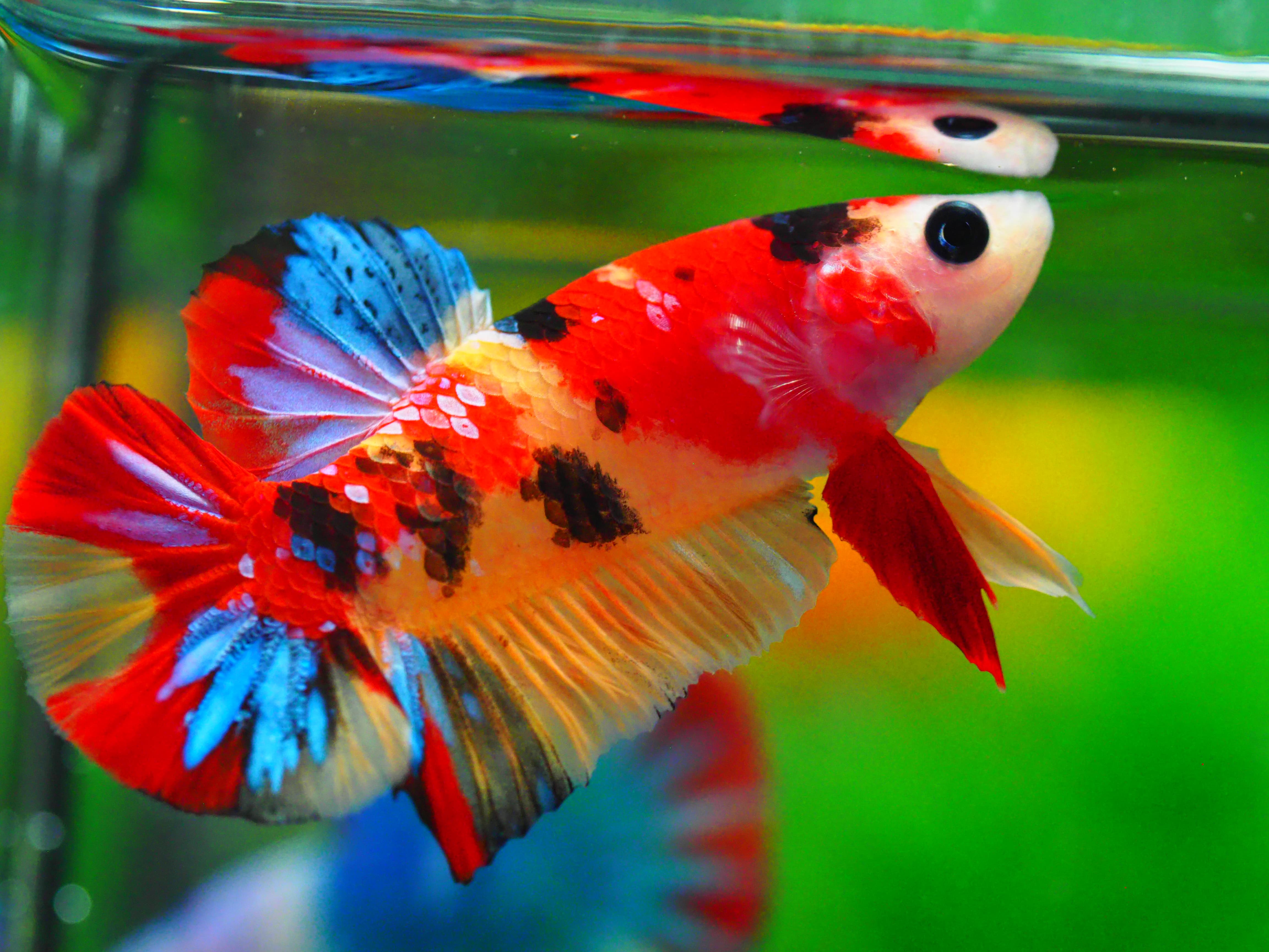 HMPK NEMO MALE GRADE A +++