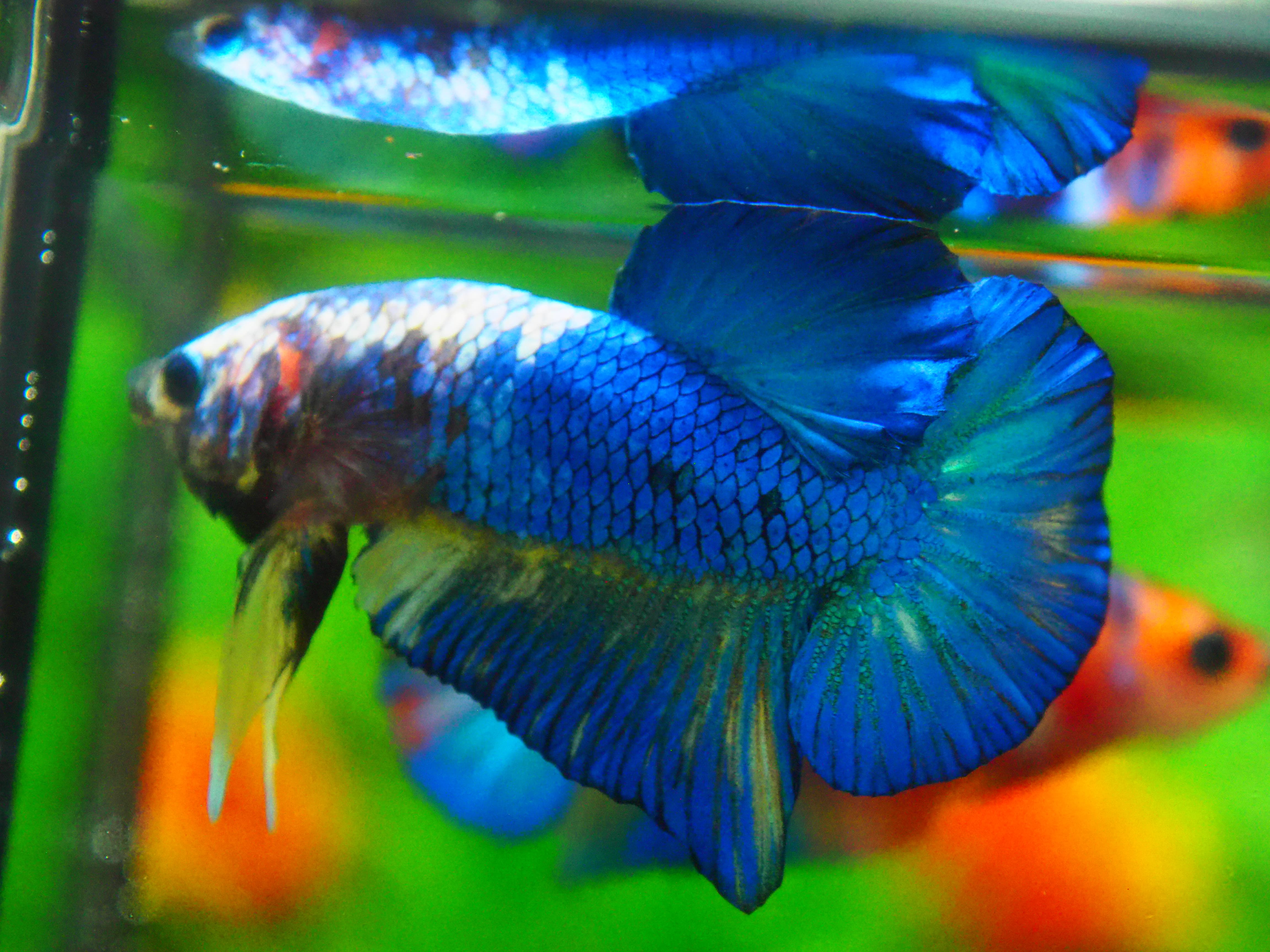 HMPK FANCY MALE GRADE A +++