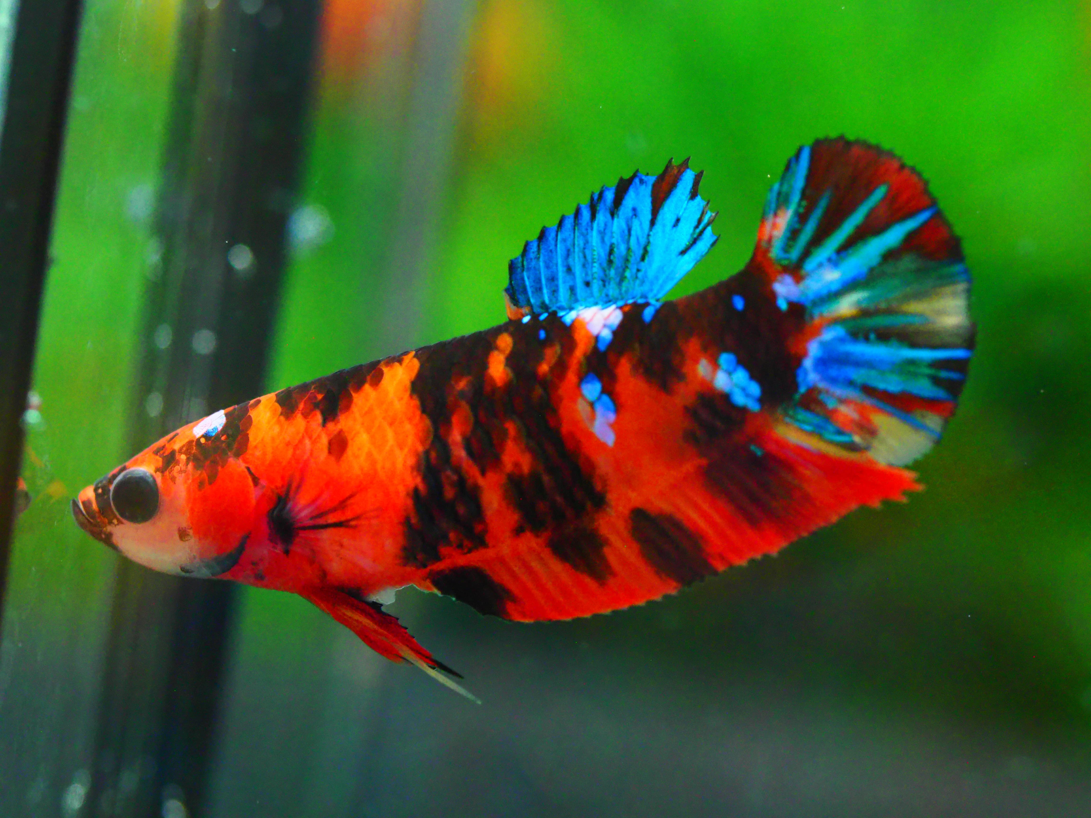 HMPK KOI GALAXY FNMALE GRADE A +++