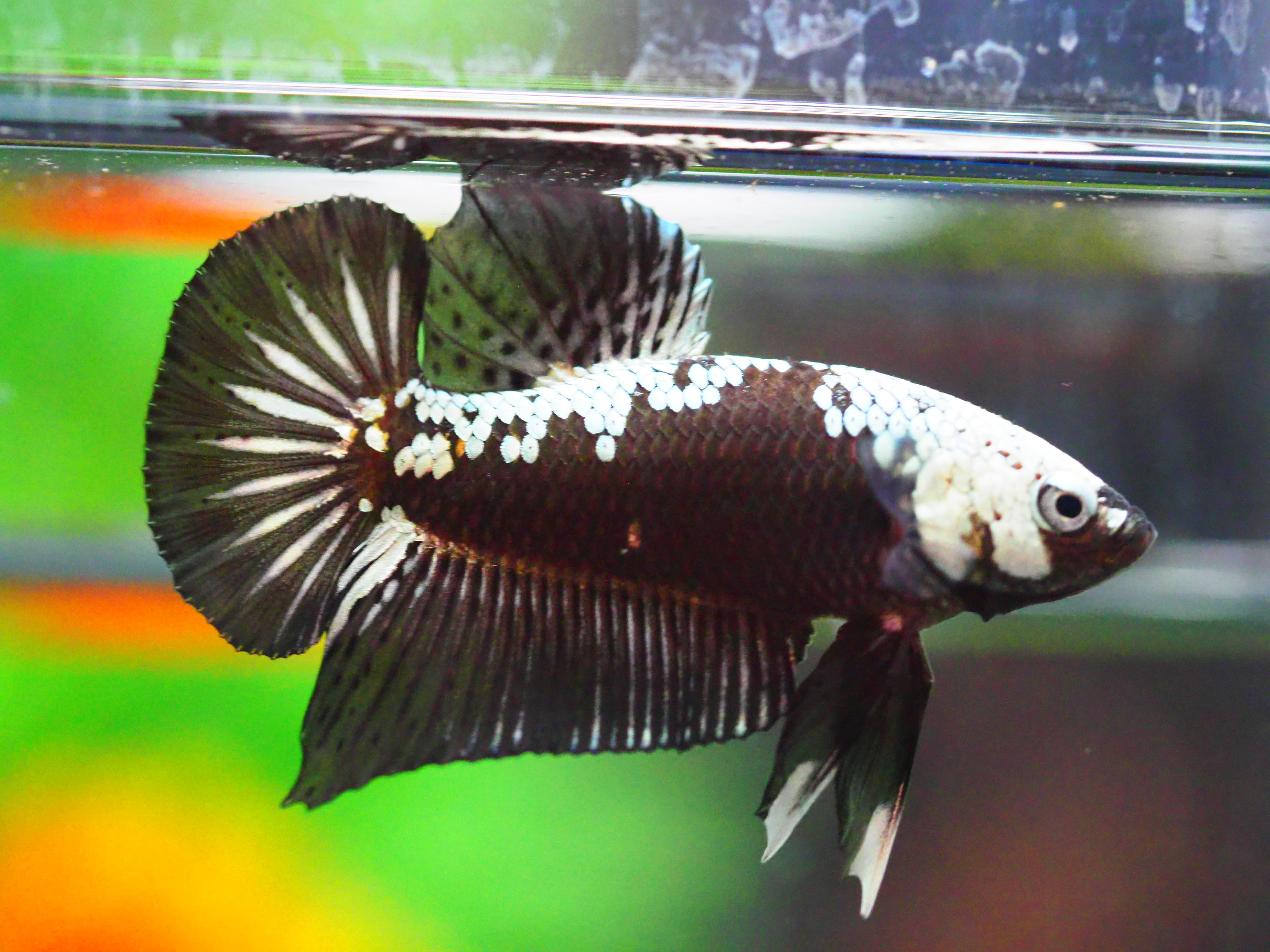 HMPK BLACK DRAGON MALE GRADE A +++