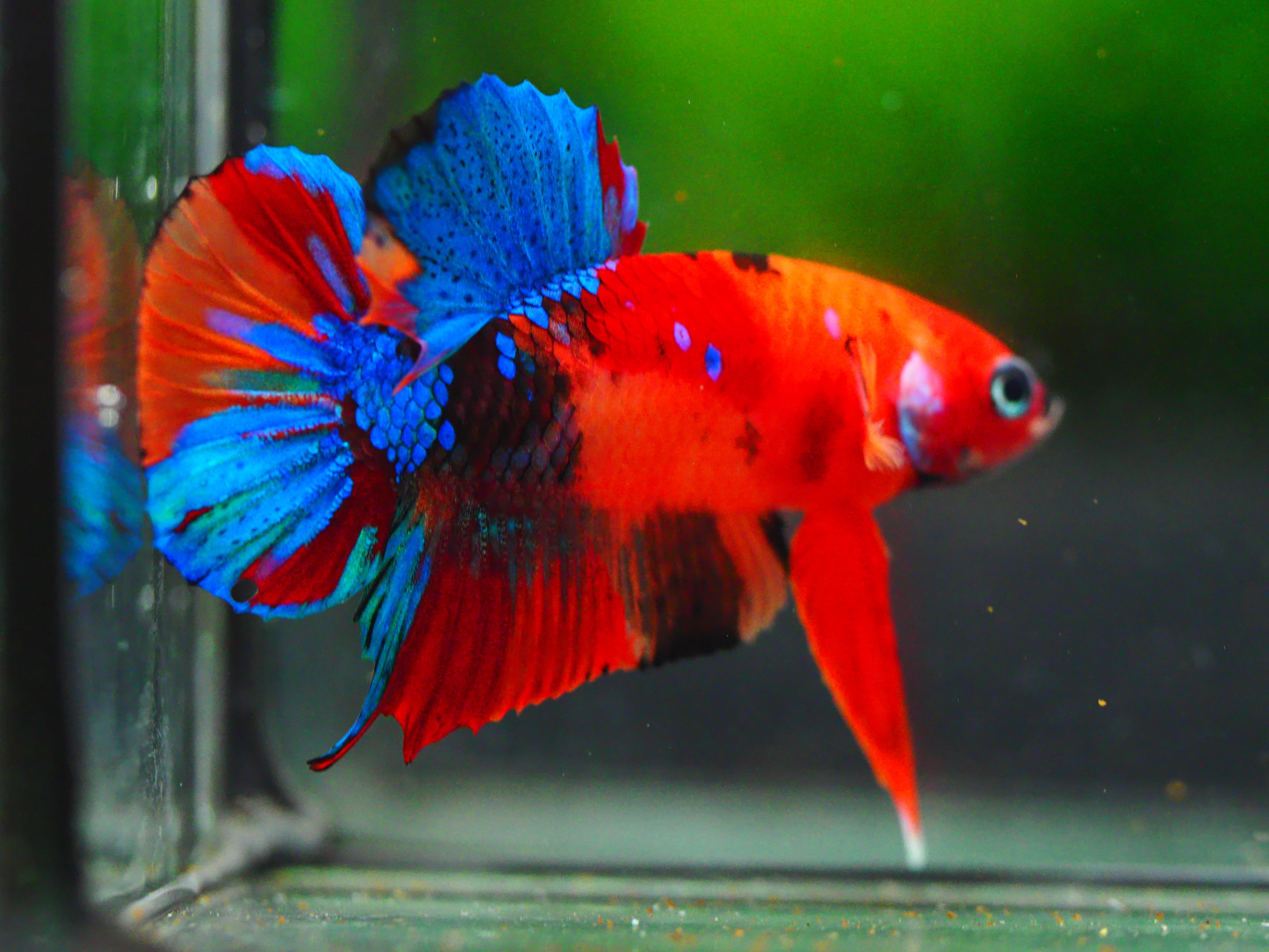 HMPK NEMO GALAXY MALE GRADE A +++