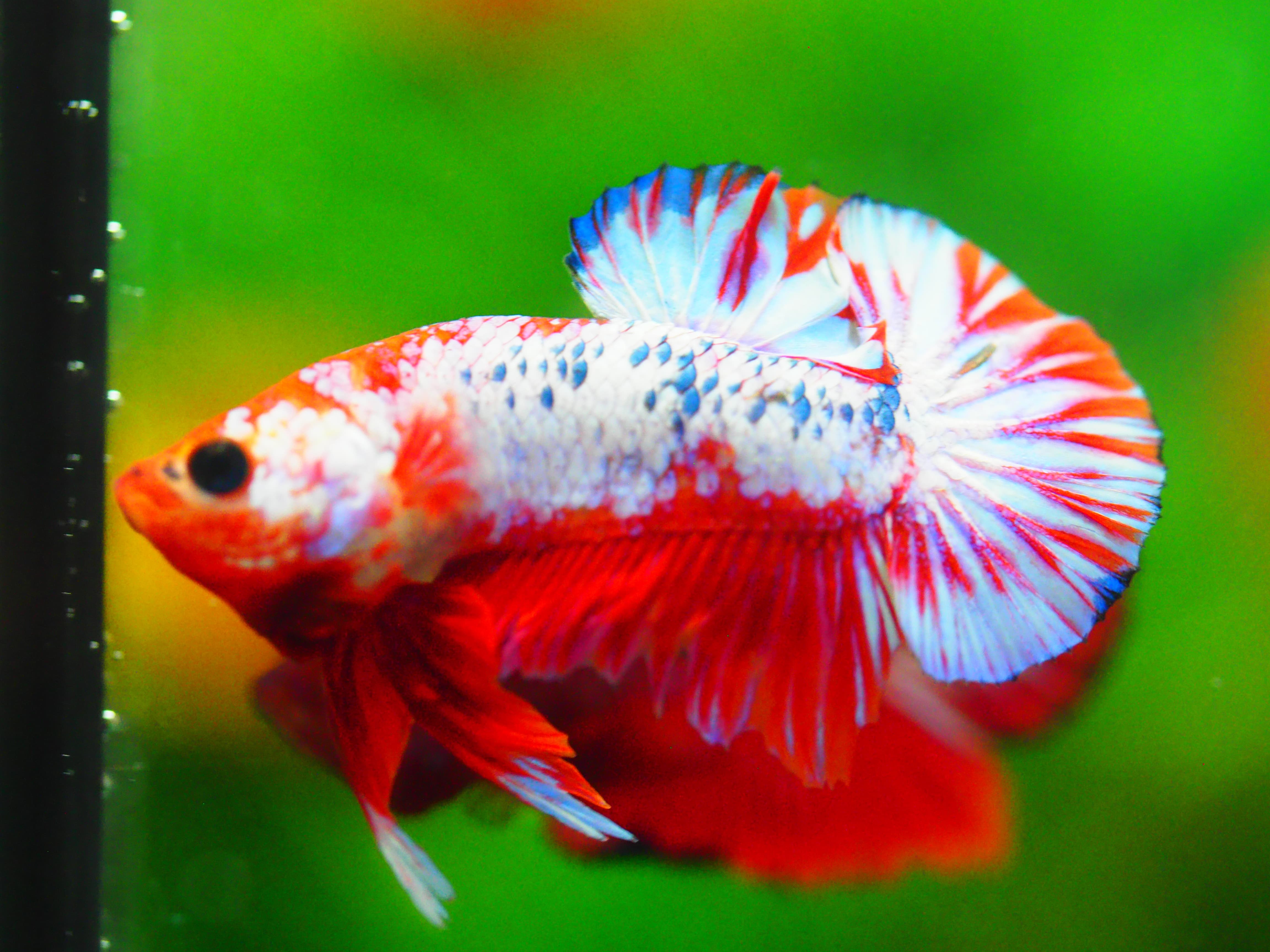 HMPK FANCY MALE GRADE A +++