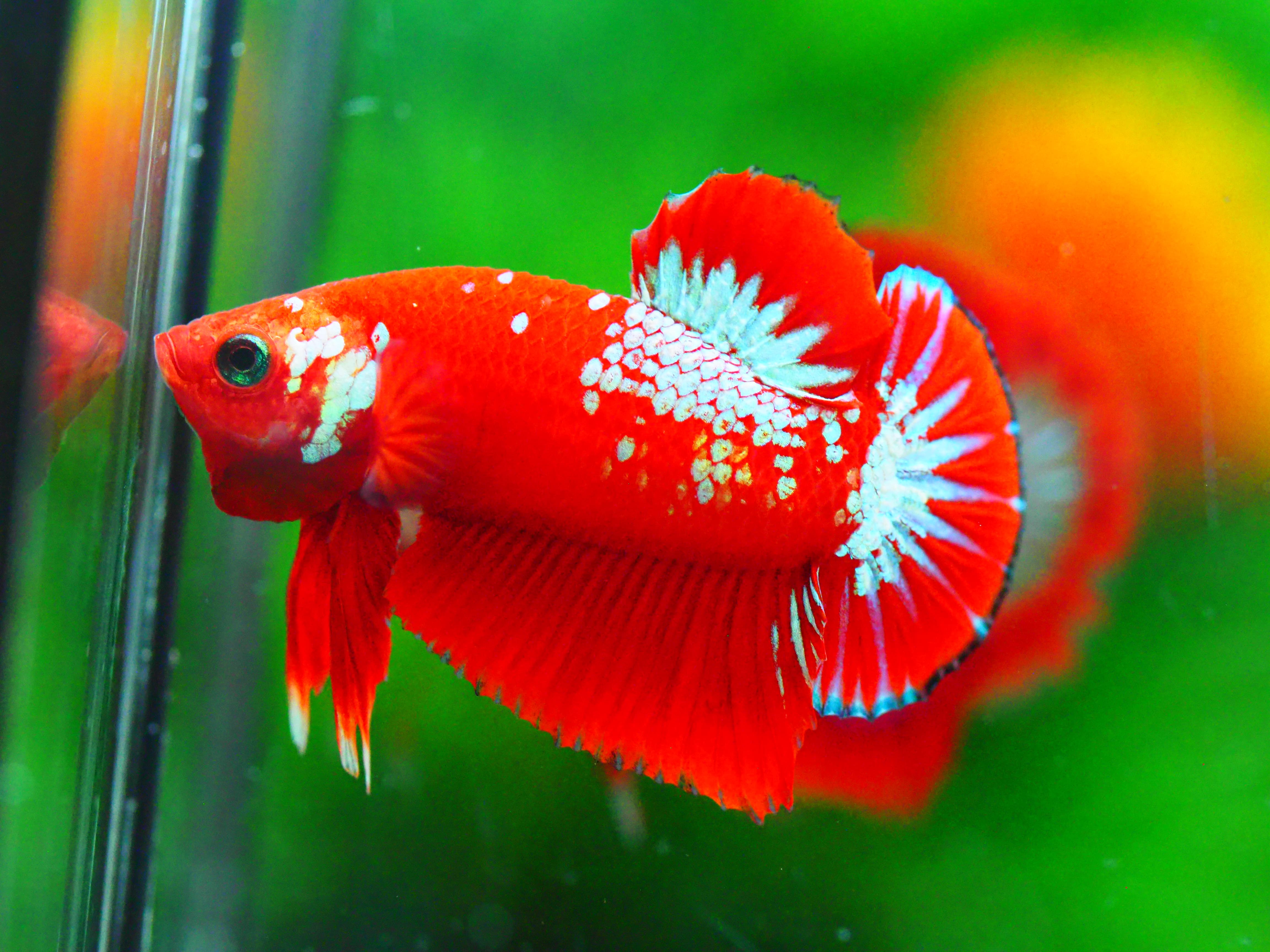 HMPK HELLBOY MALE GRADE A +++