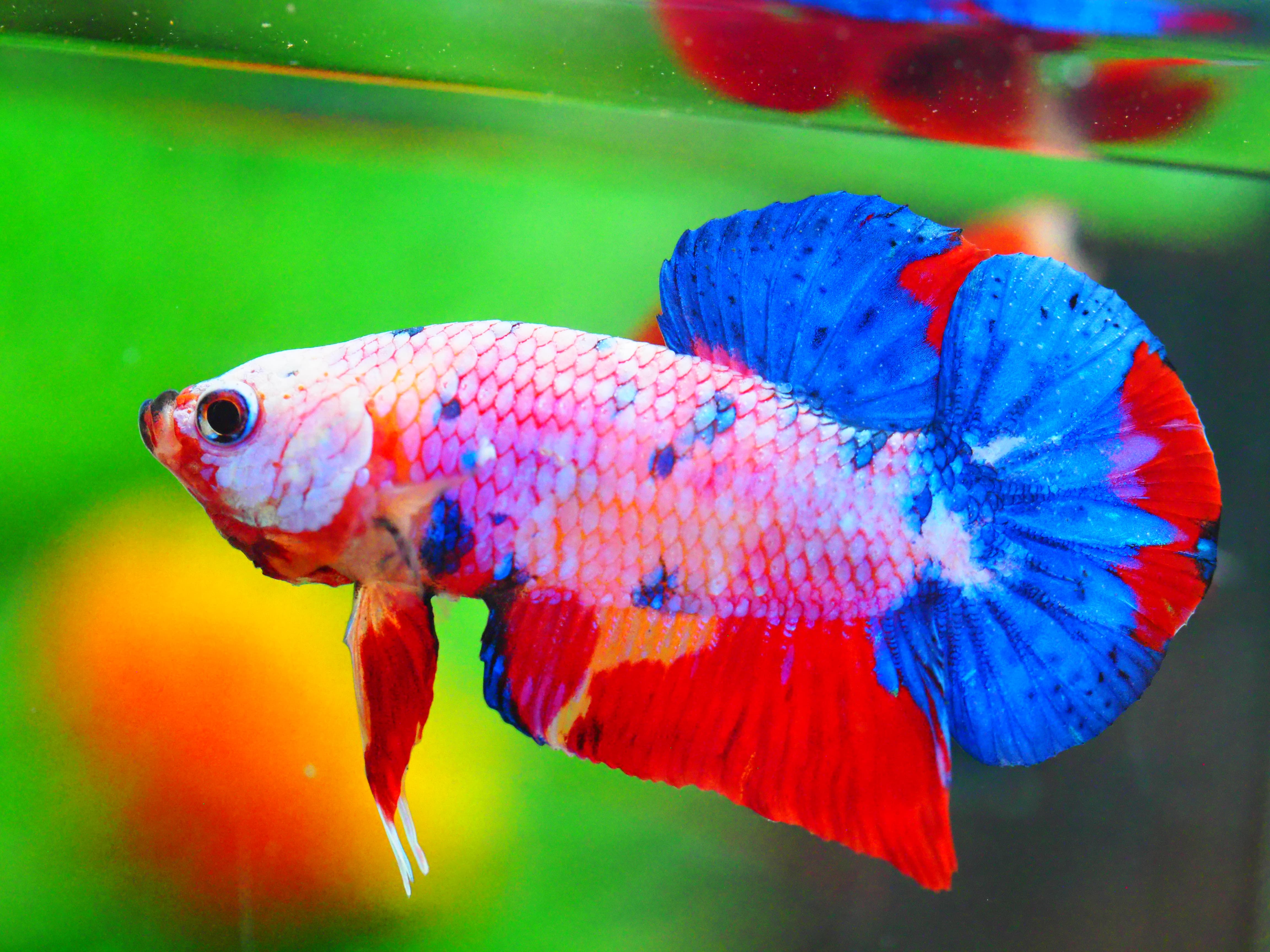 HMPK FANCY MALE GRADE A +++