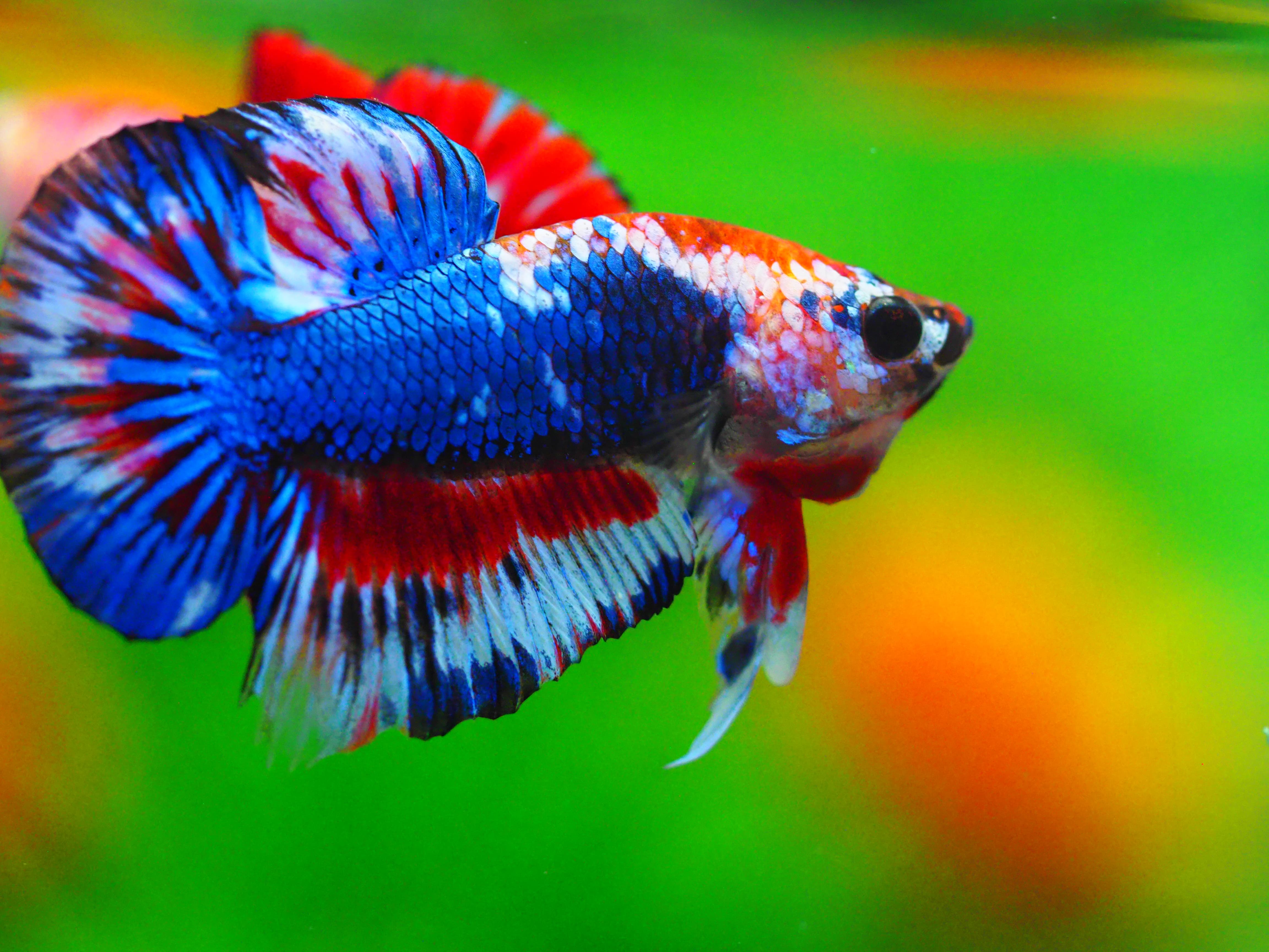 HMPK FANCY MALE GRADE A +++