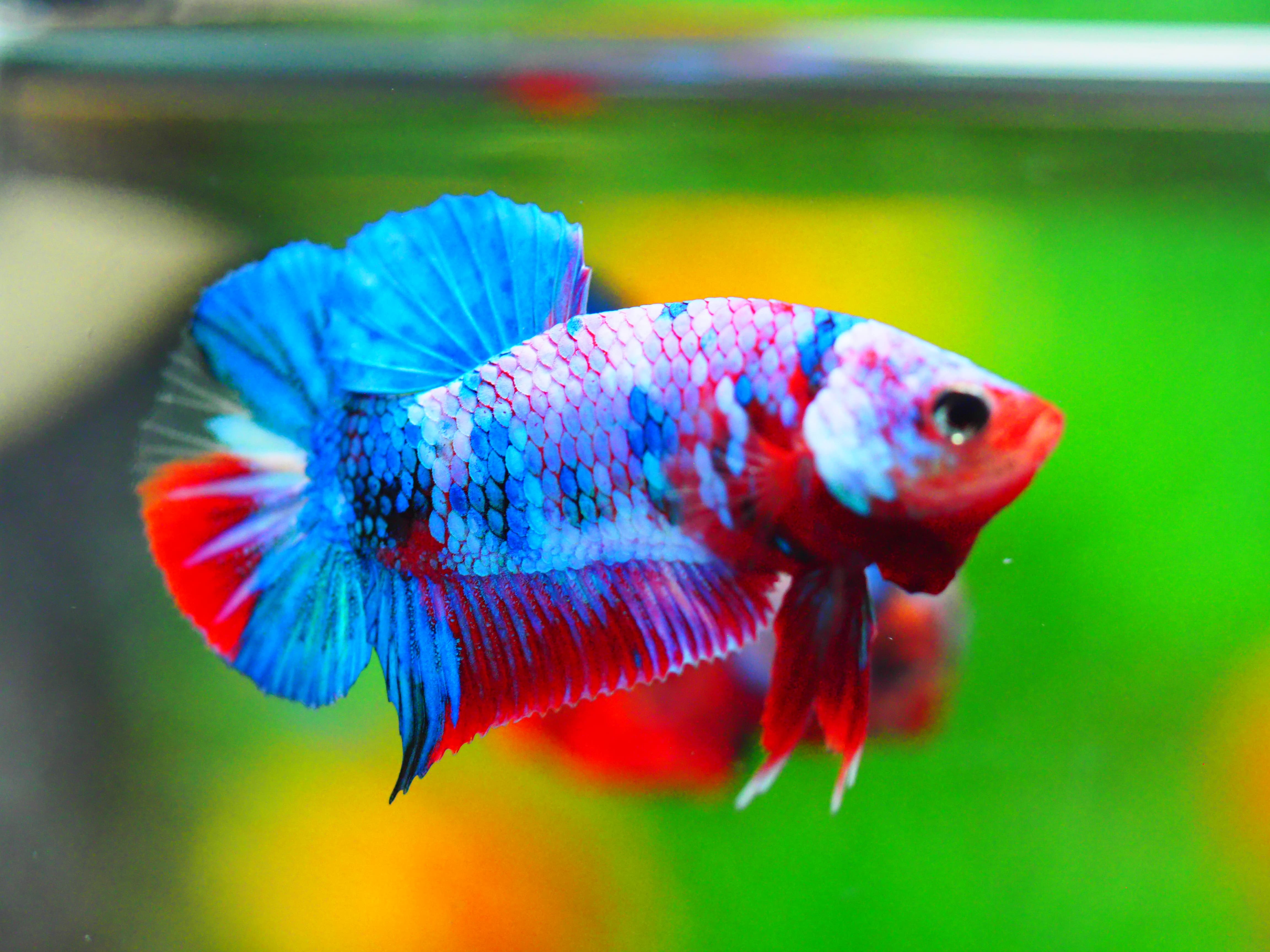 HMPK KOI GALAXY MALE GRADE A +++