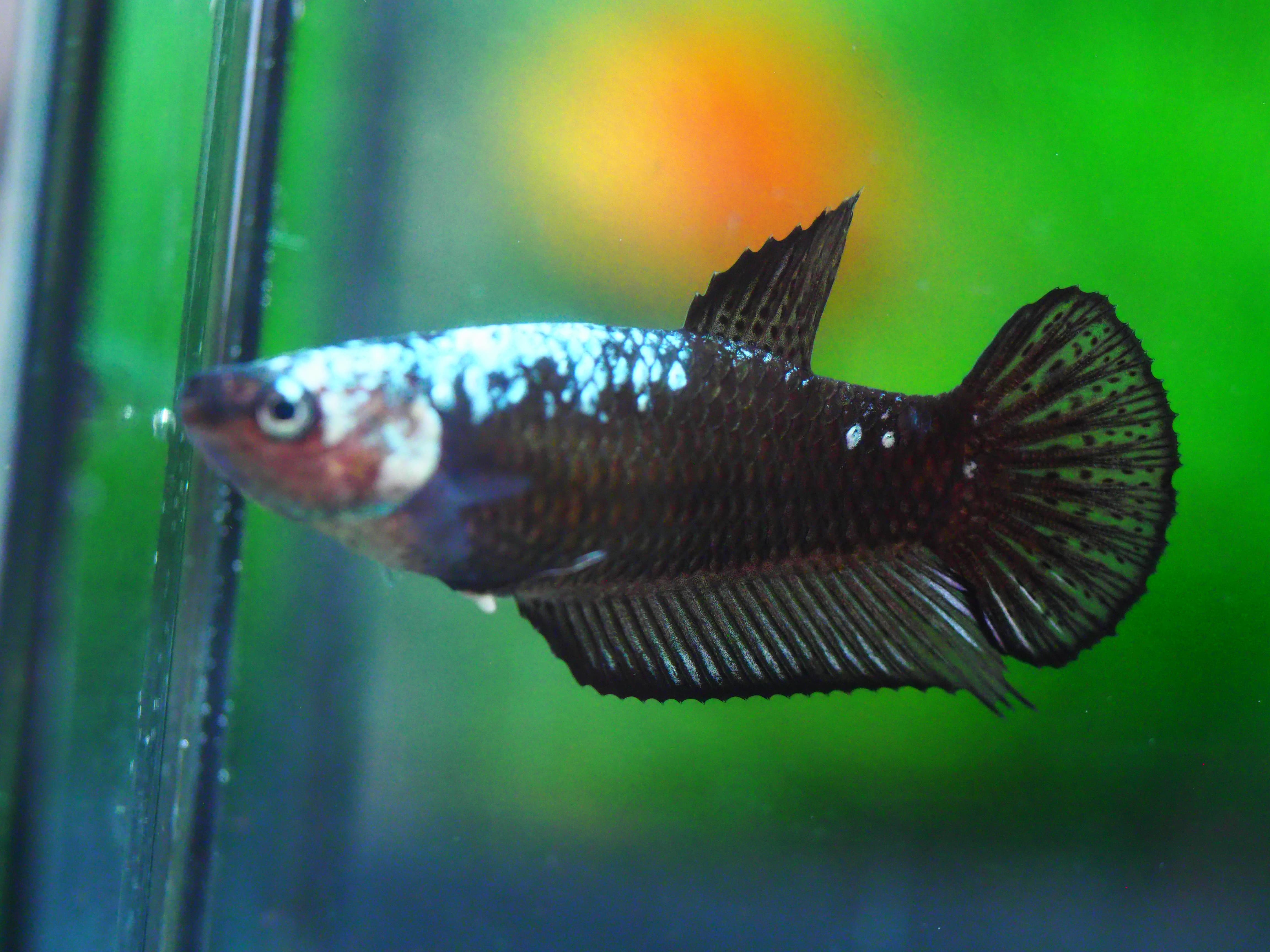 HMP BLACK SAMURAI FN MALE GRADE A +++