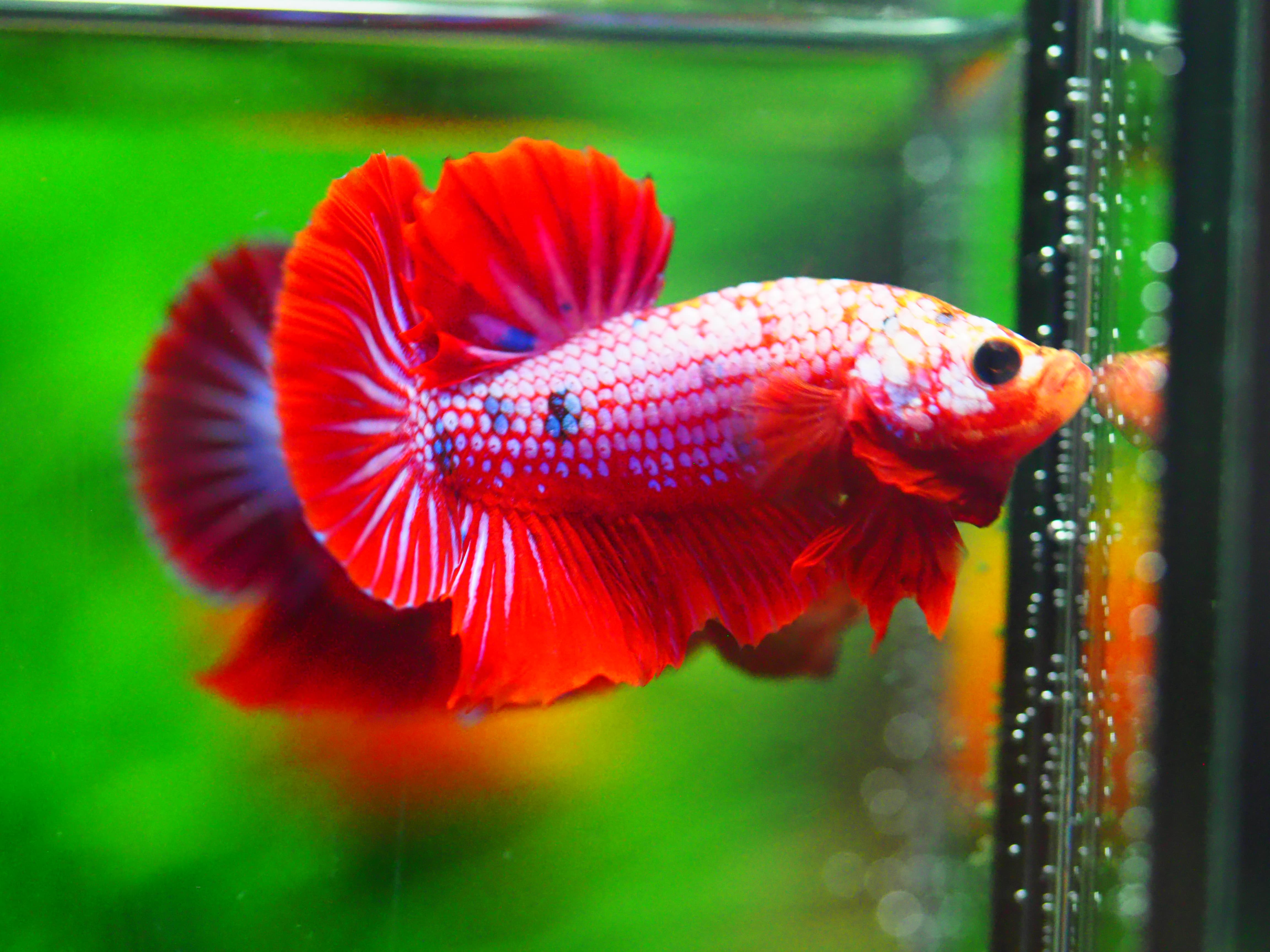 HMPK FANCY MALE GRADE A +++