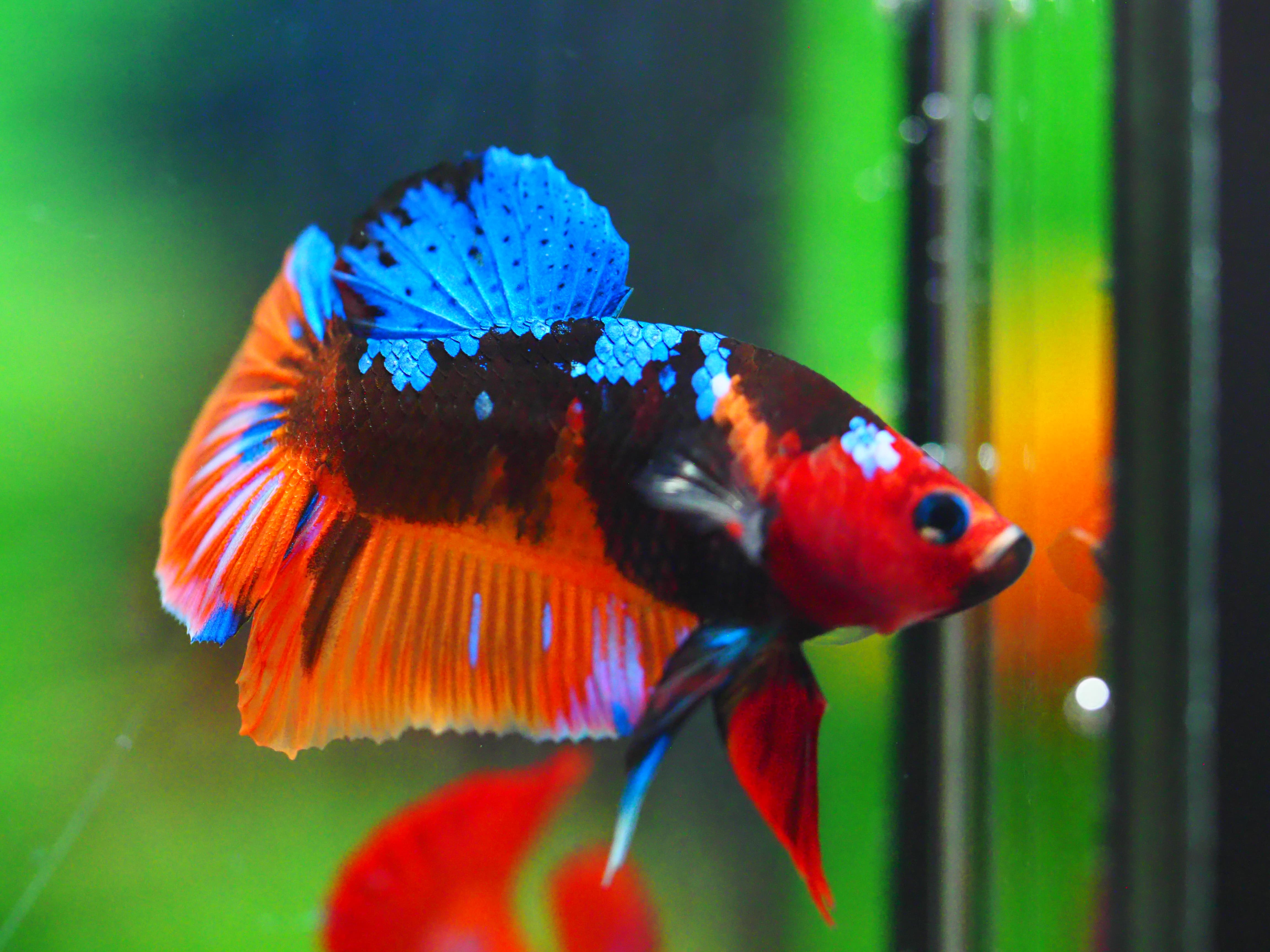 HMPK NEMO GALAXY MALE GRADE A +++