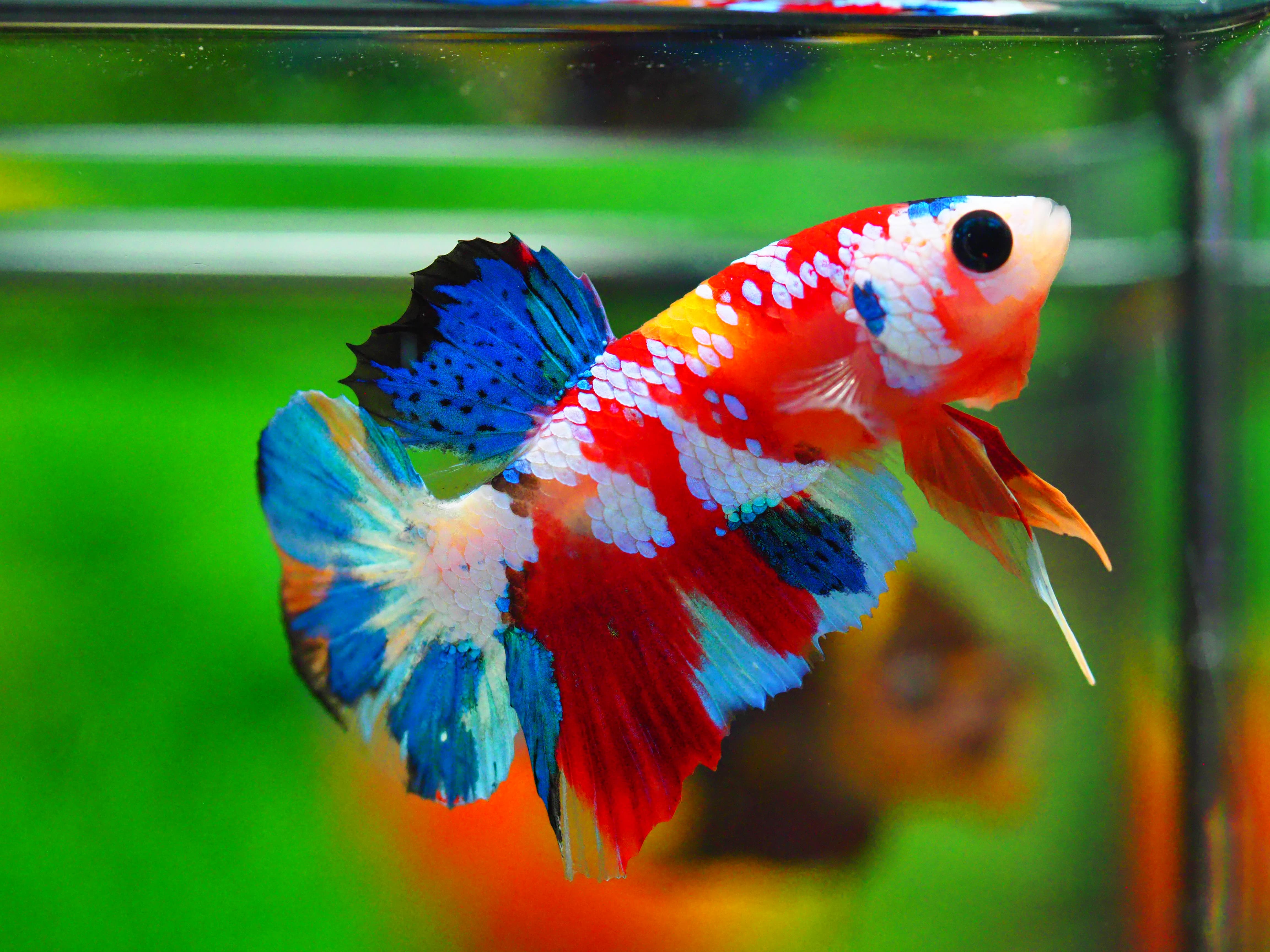 HMPK KOI GALAXY MALE GRADE A +++