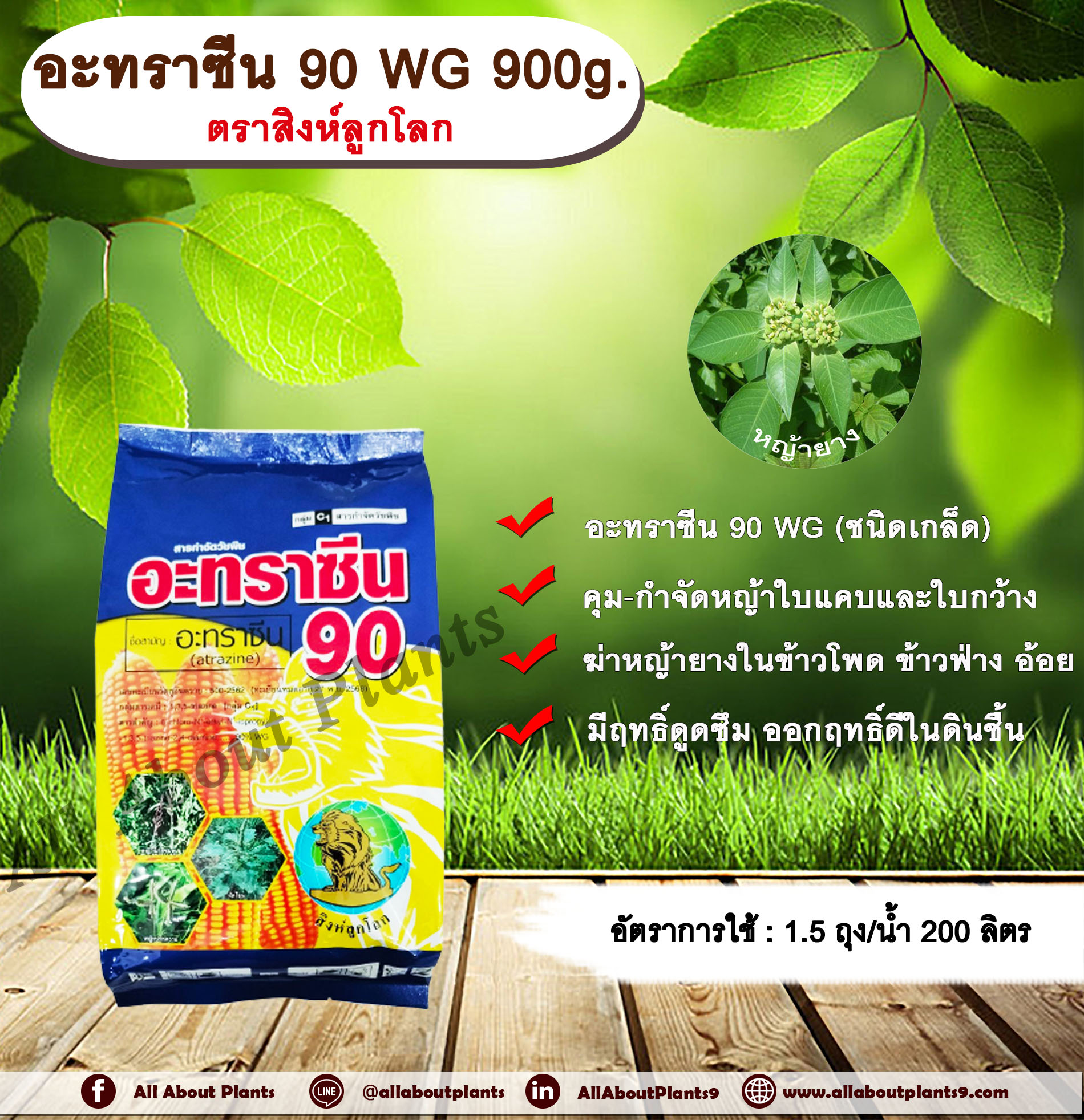 อะทราซีน 90% 900g. ตราเอ็มซีลูกโลก อาทราซีน อะทราซีน สารคุมและกำจัดวัชพืช ใบแคบและใบกว้าง แบบดูดซึม ชนิดเม็ด กำจัดหญ้ายาง ในไร่ข้าวโพด ข้าวฟ่าง อ้อย allaboutplants ชิ้น