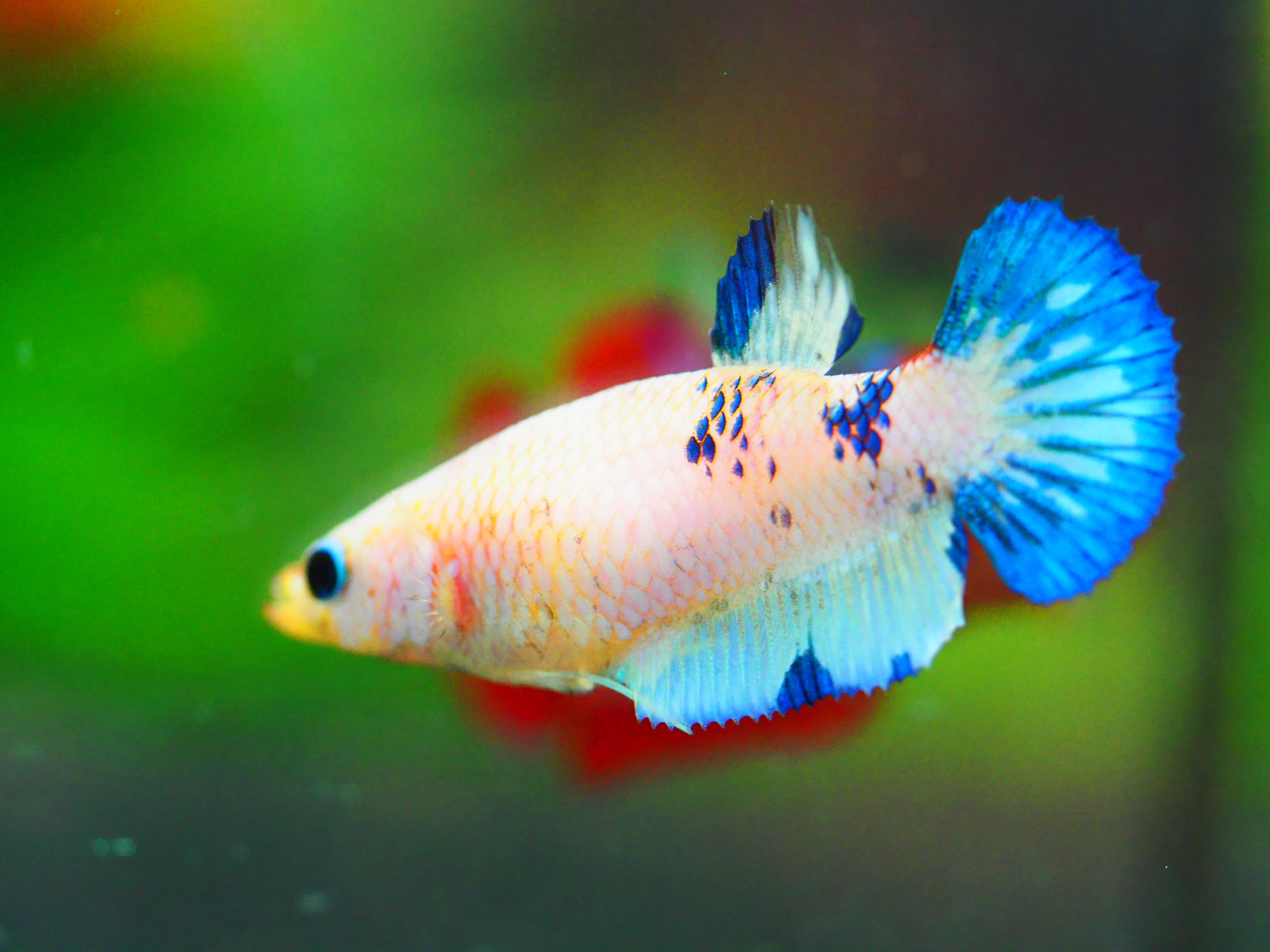 HMPK FANCY FNMALE GRADE A +++