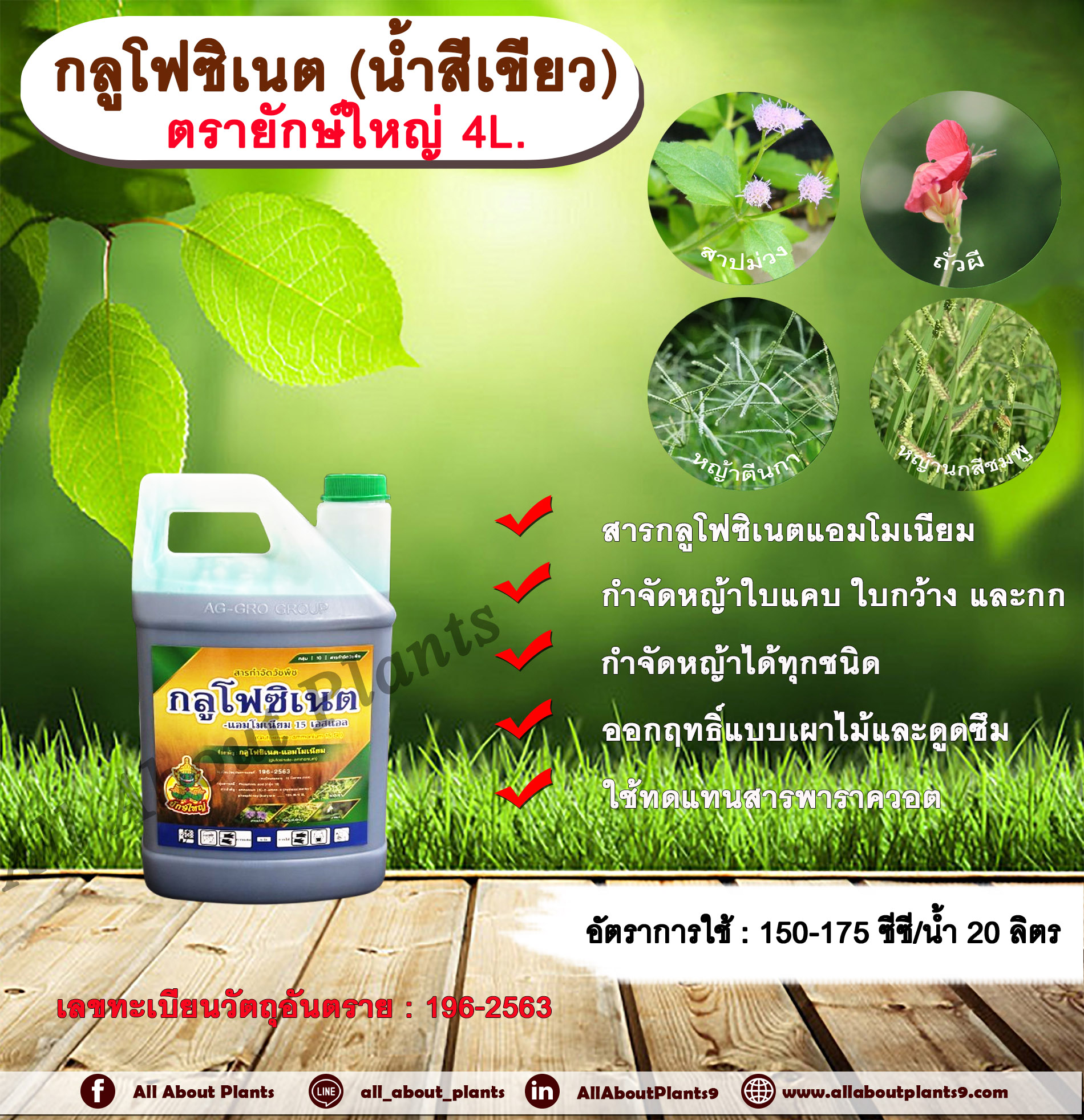 กลูโฟซิเนต ตรายักษ์ใหญ่ 4L. น้ำสีเขียว กลูโฟซิเนตแอมโมเนียม สารกำจัดวัชพืช กำจัดหญ้าใบแคบ ใบกว้าง กก หญ้าทุกชนิด ออกฤทธิ์แบบเผาไหม้และดูดซึม กระติก