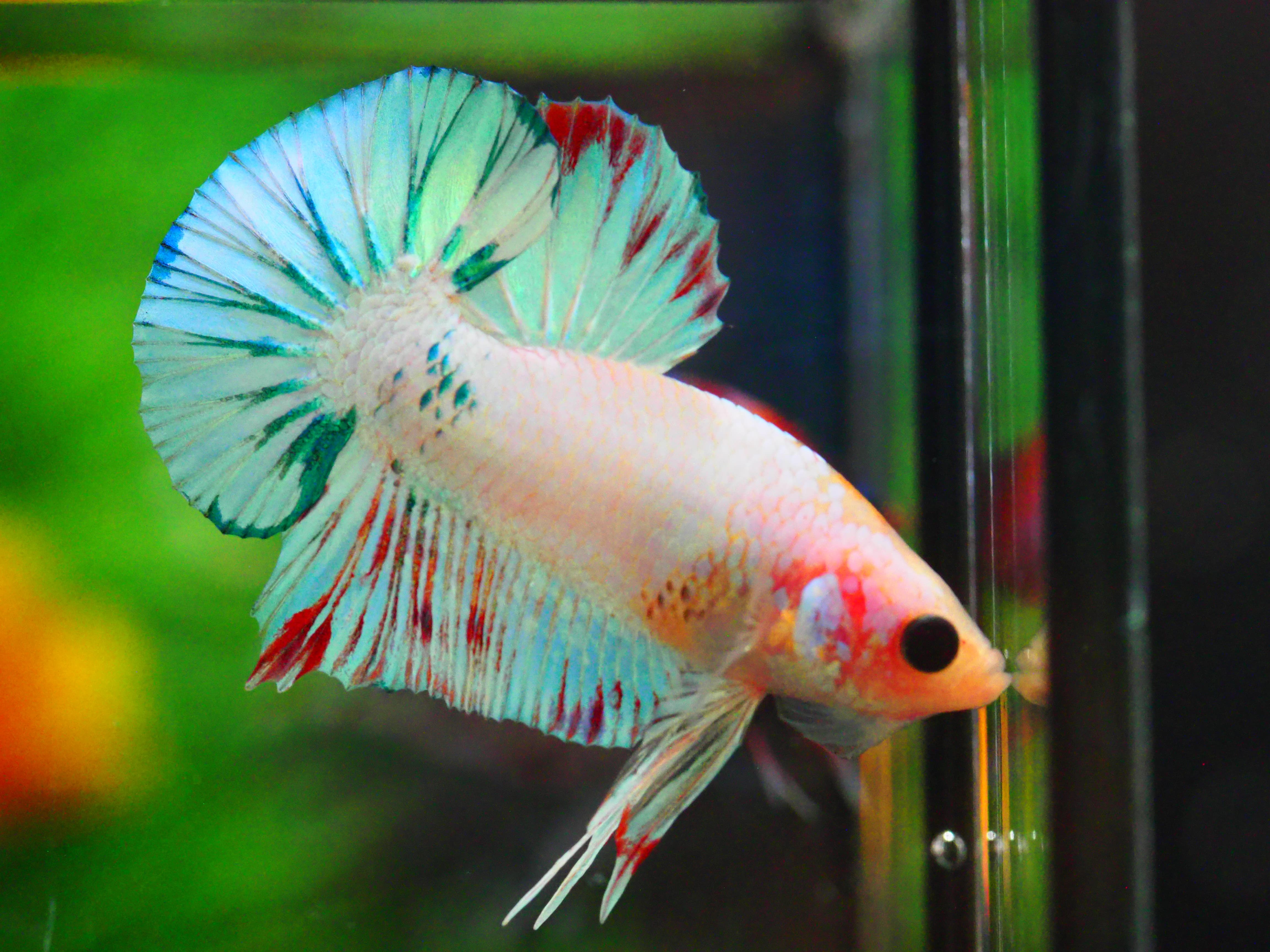 HMPK FANCY MALE GRADE A +++