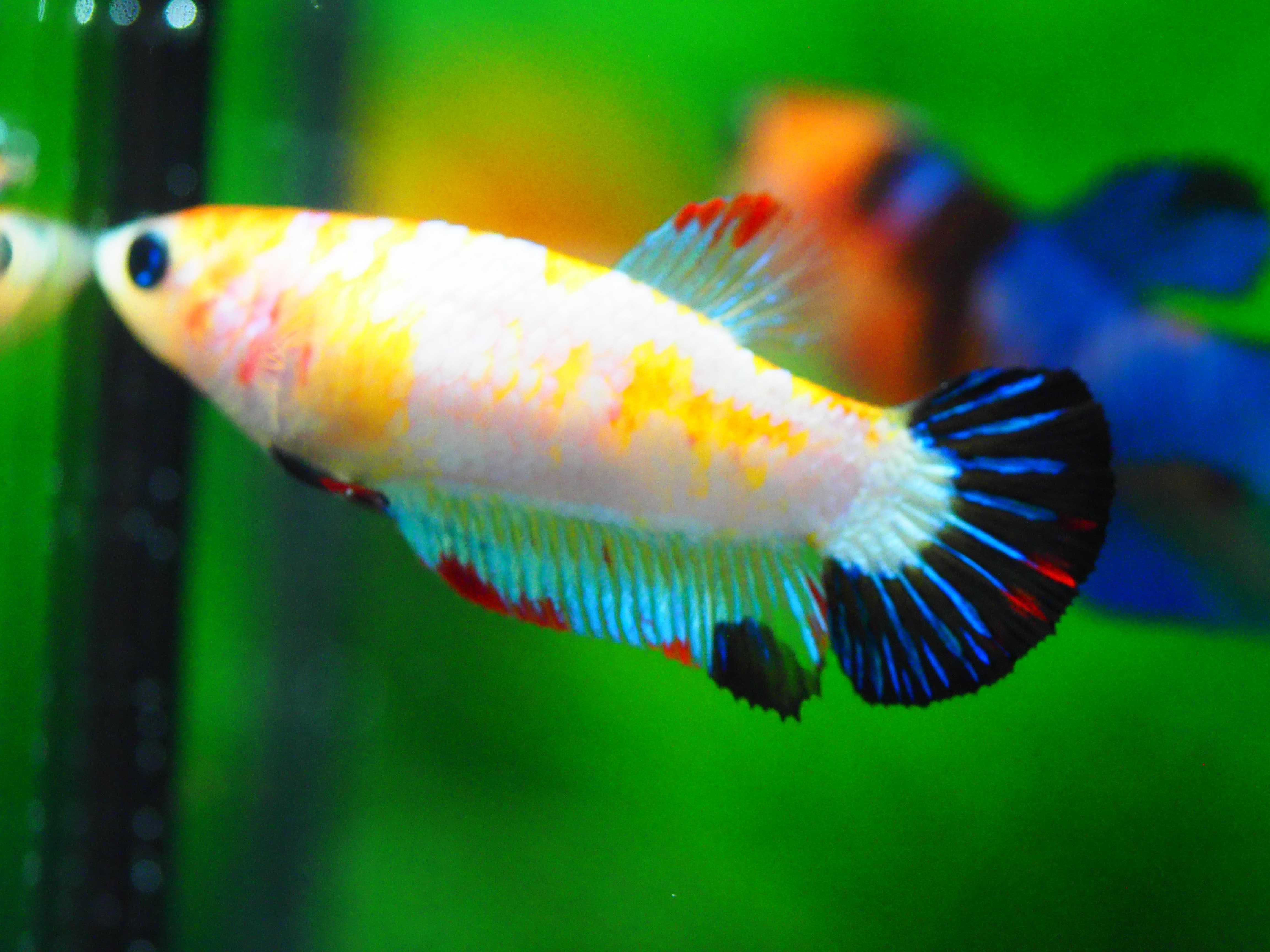 HMPK KOI FANCY FN MALE GRADE A +++