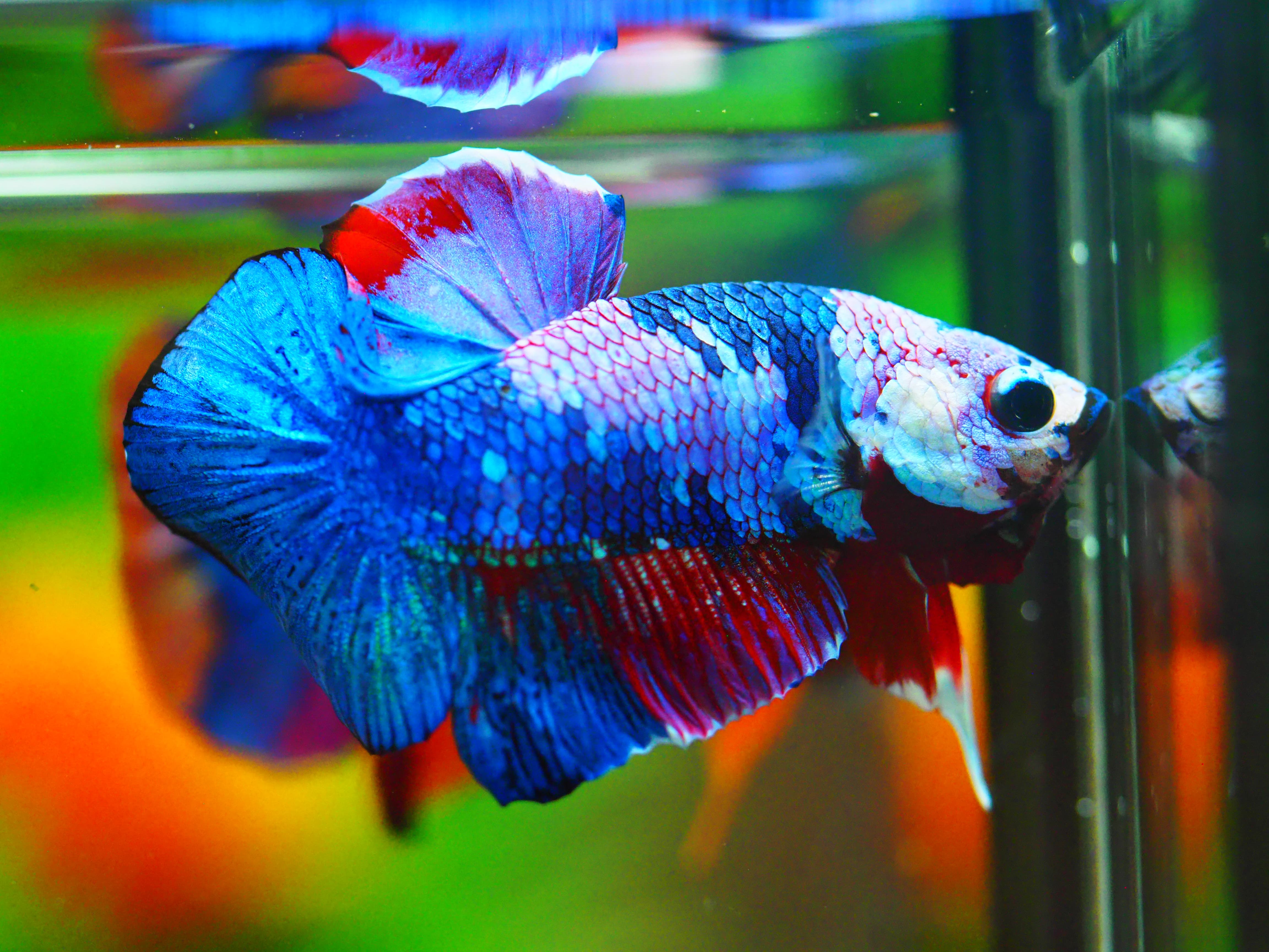 HMPK KOI FANCY MALE GRADE A +++