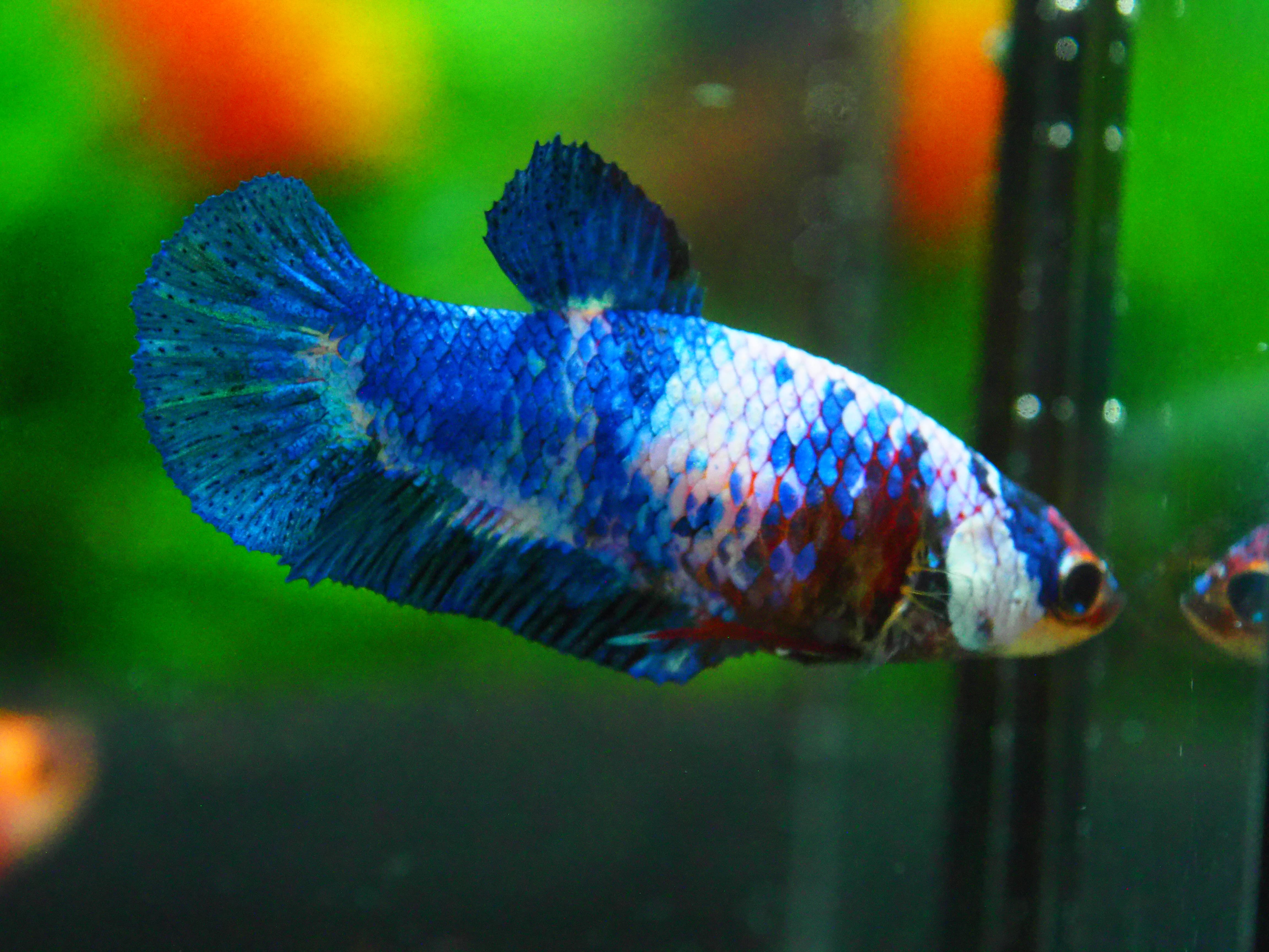 HMPK KOI FANCY FN MALE GRADE A +++