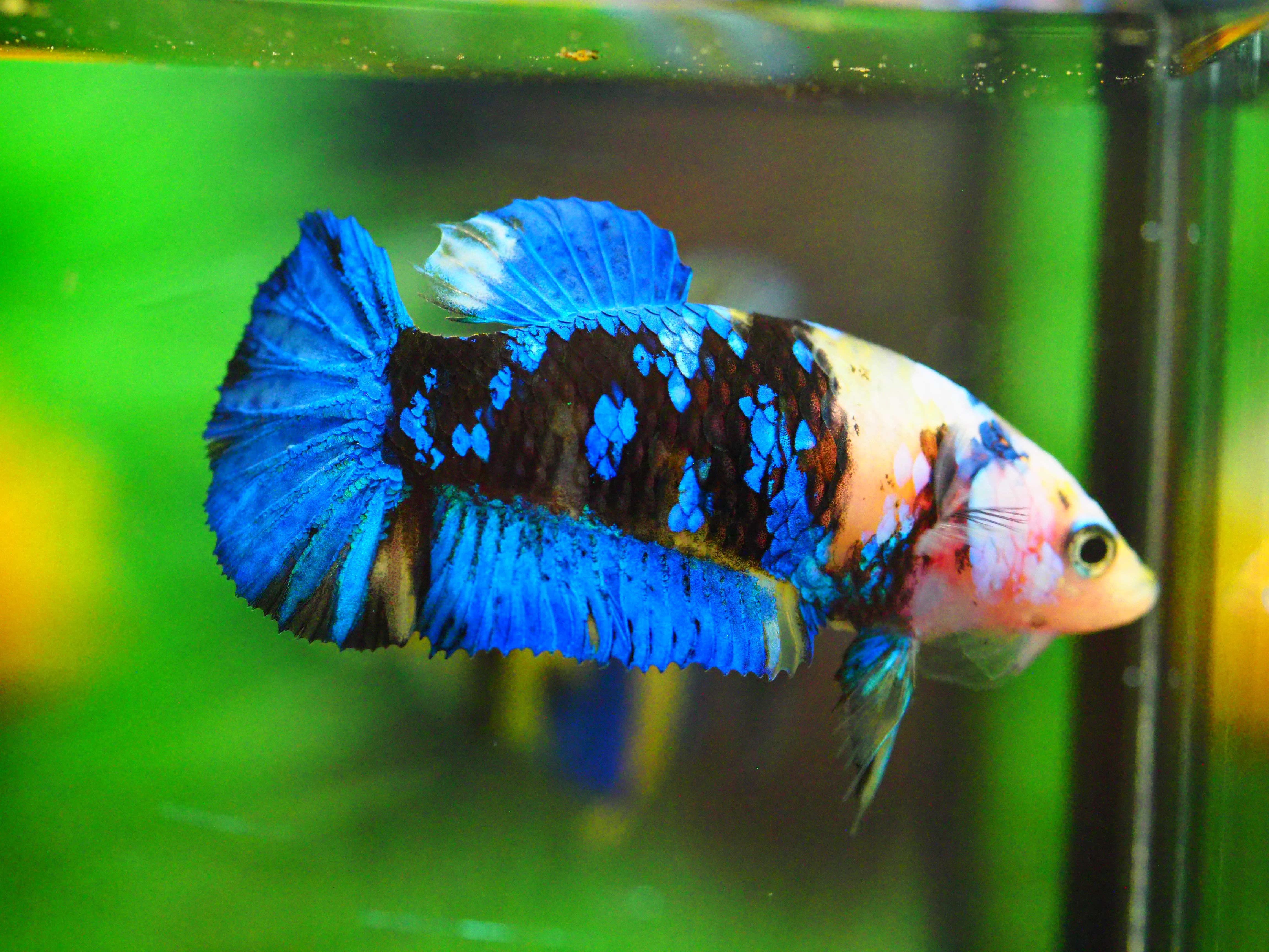 HMPK KOI YELLOW FNMALE GRADE A +++