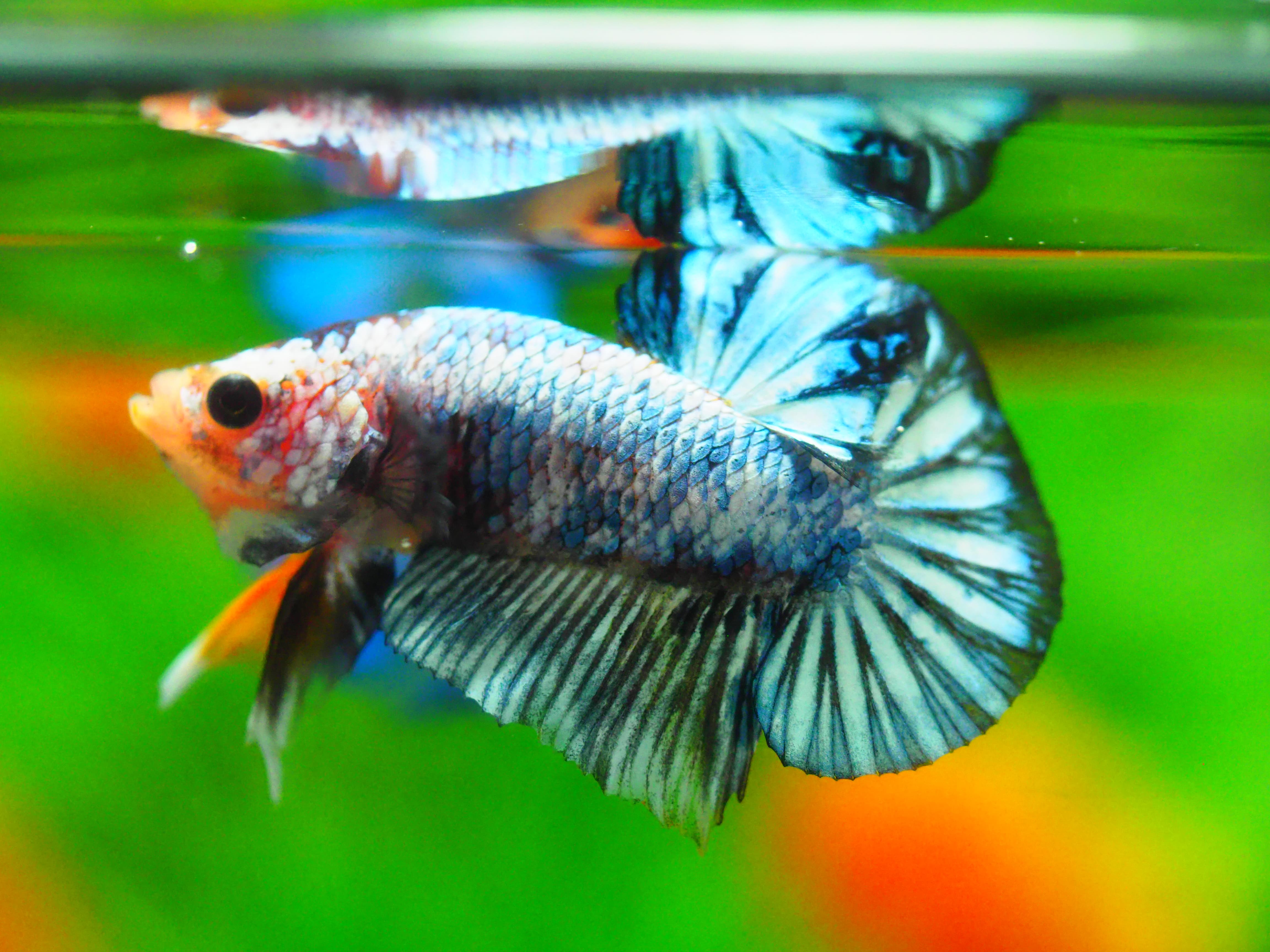 HMPK FANCY MALE GRADE A +++