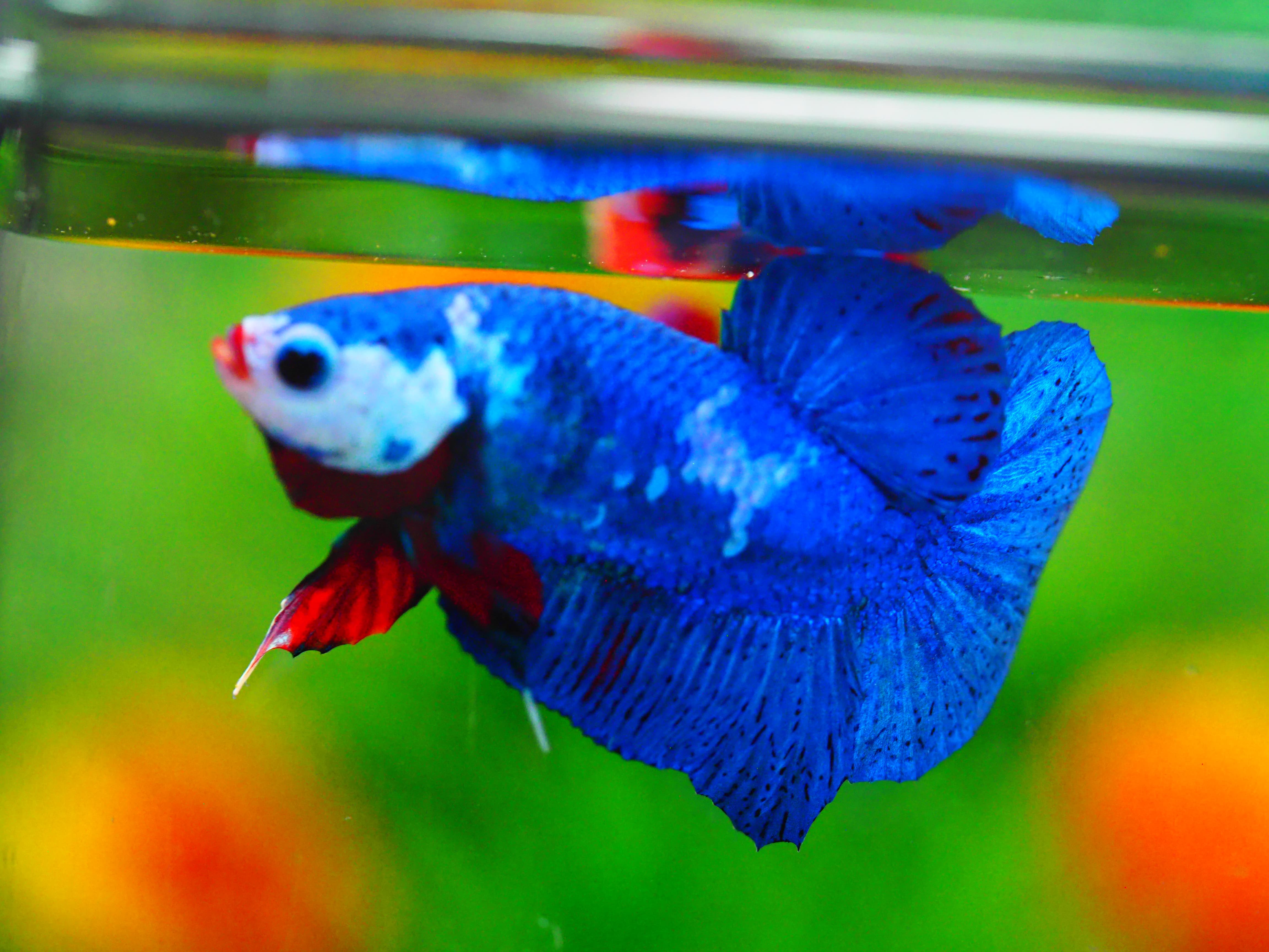 HMPK KOI GALAXY MALE GRADE A +++