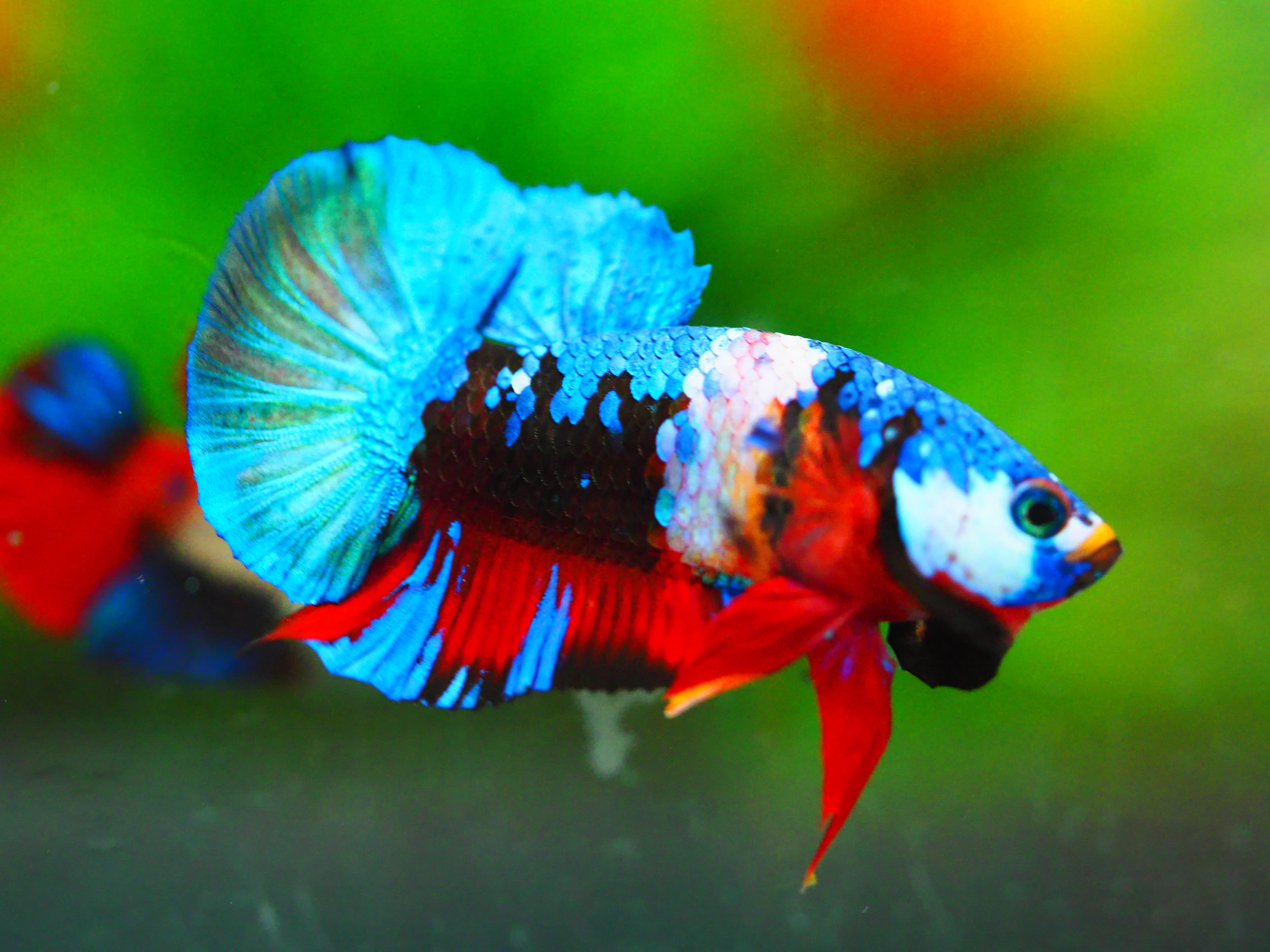 HMPK KOI GALAXY MALE GRADE A +++