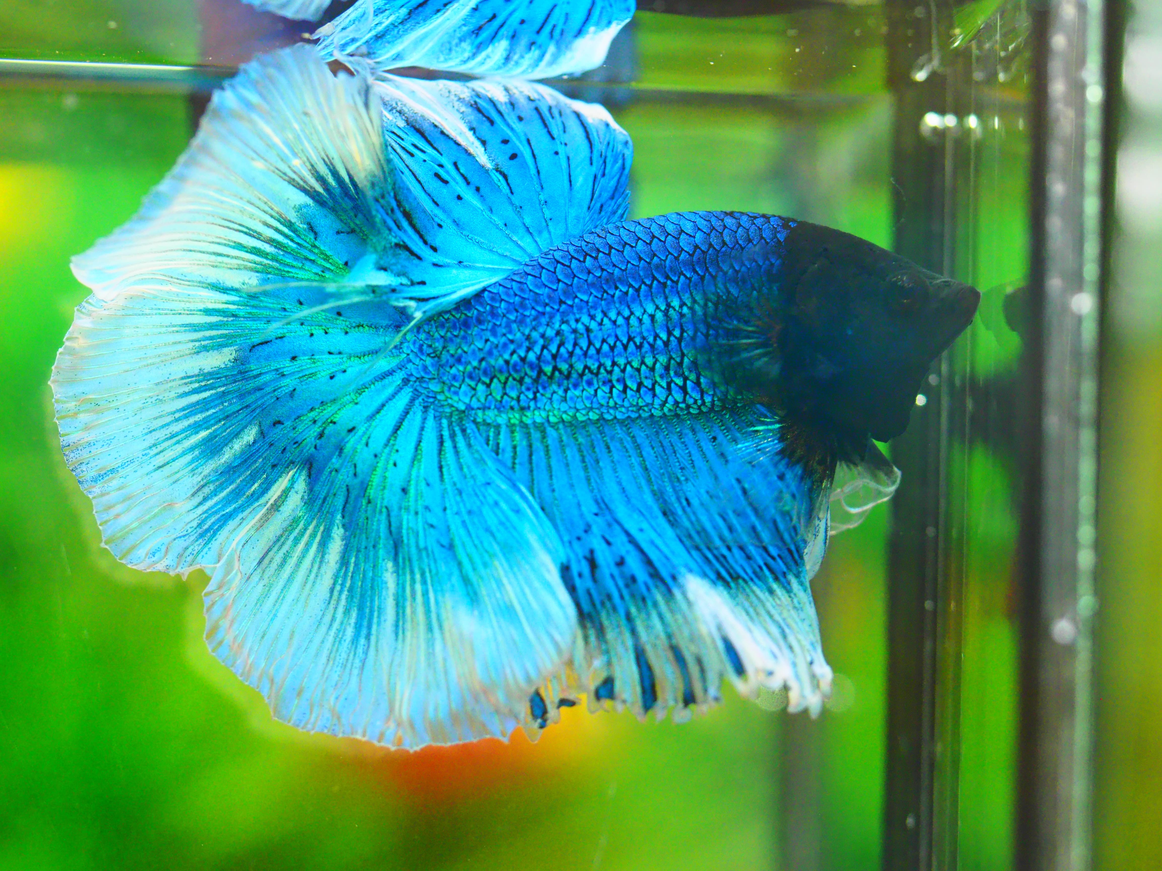 HM FANCY MALE GRADE A +++