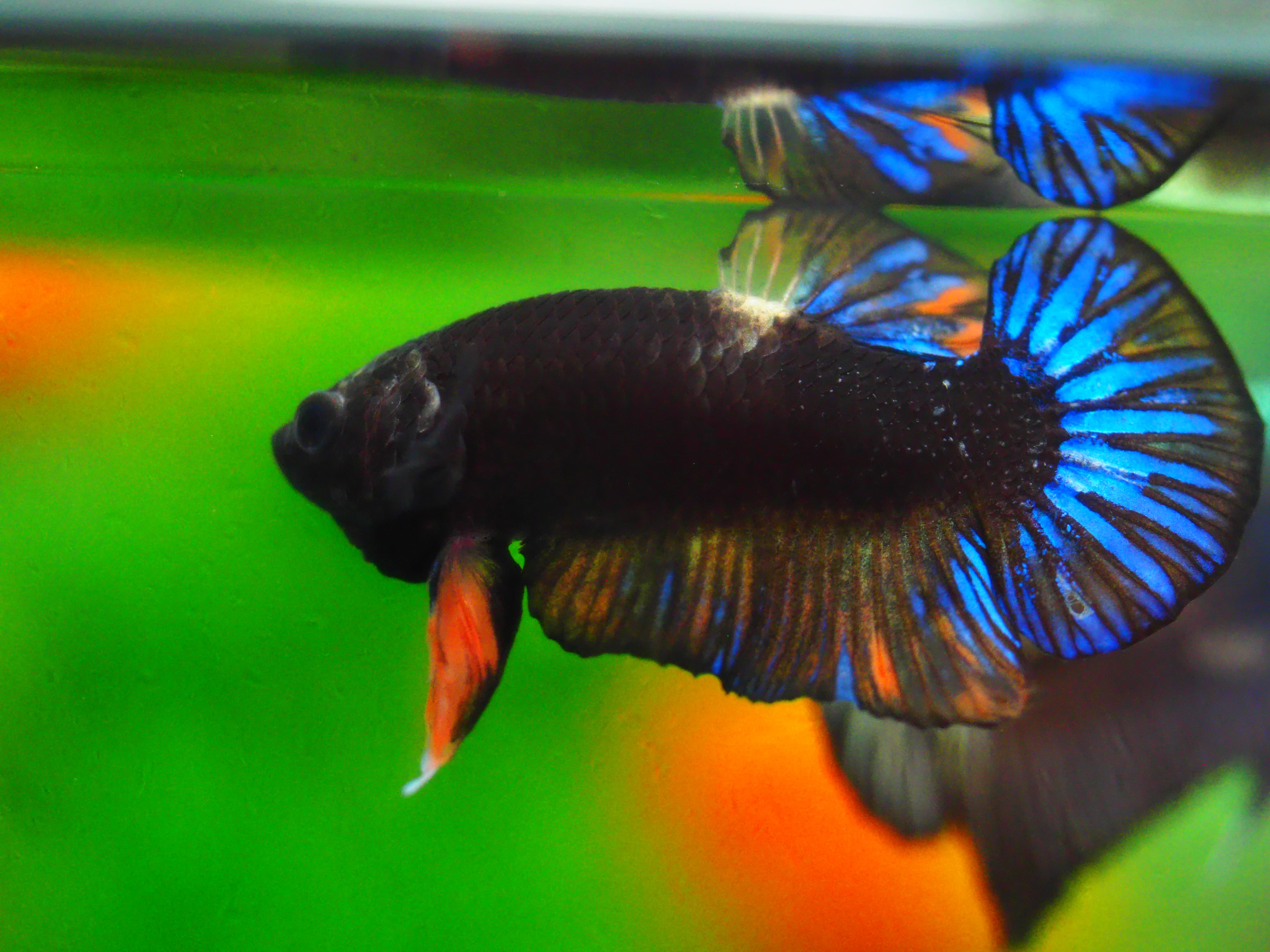 HMPK KOI GALAXY MALE GRADE A +++