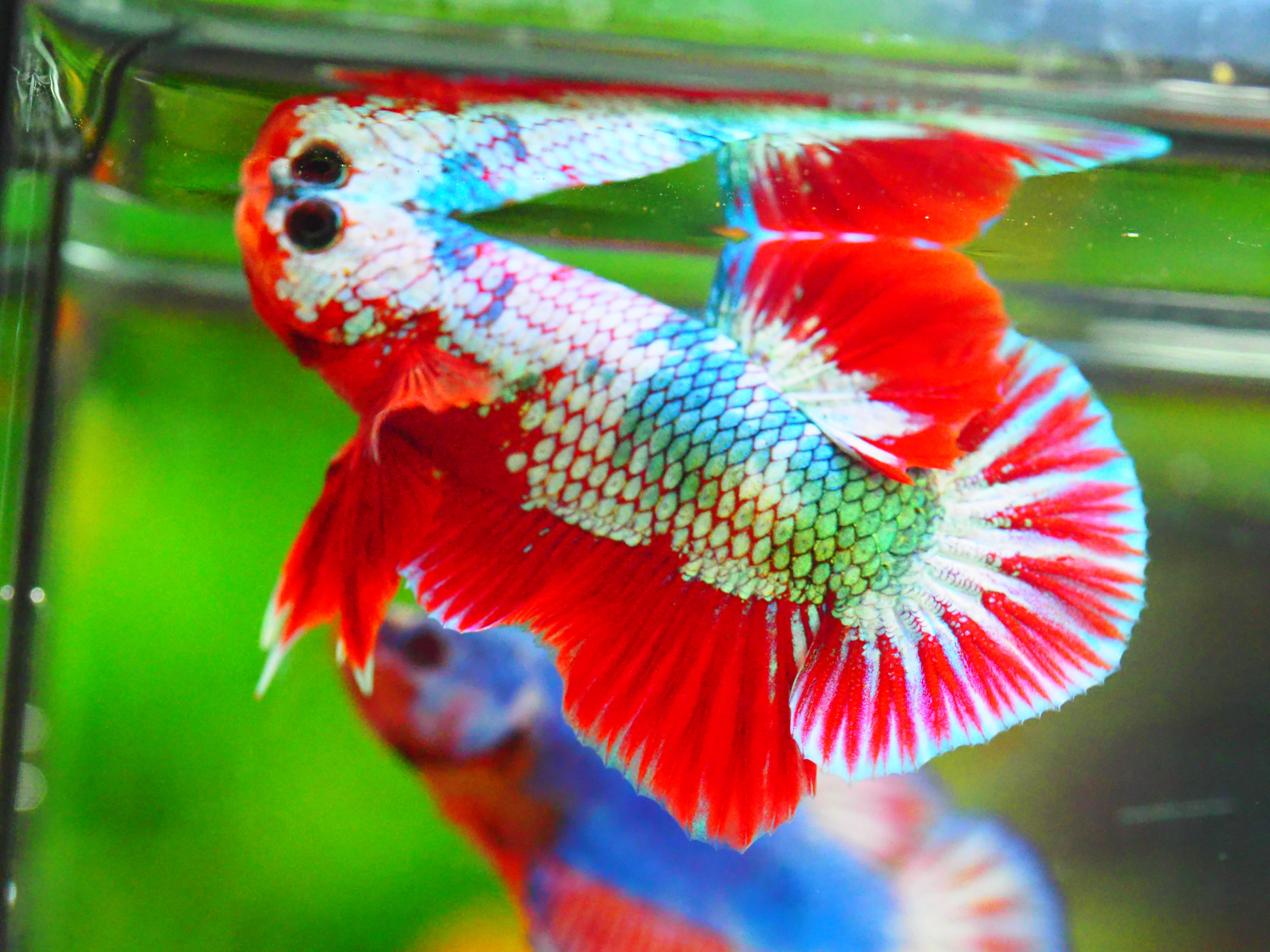 HMPK FANCY MALE GRADE A +++