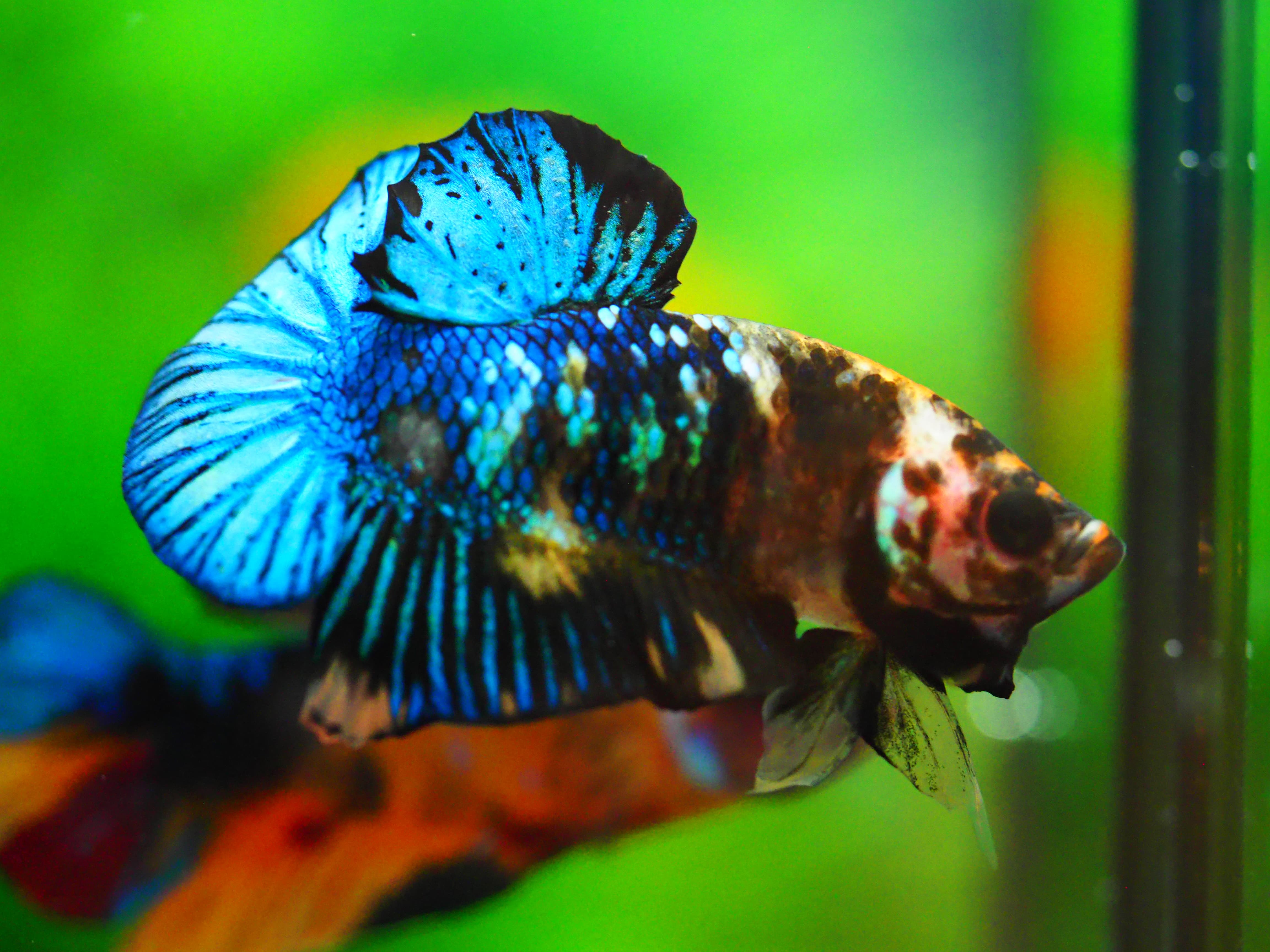 HMPK KOI FANCY MALE GRADE A +++