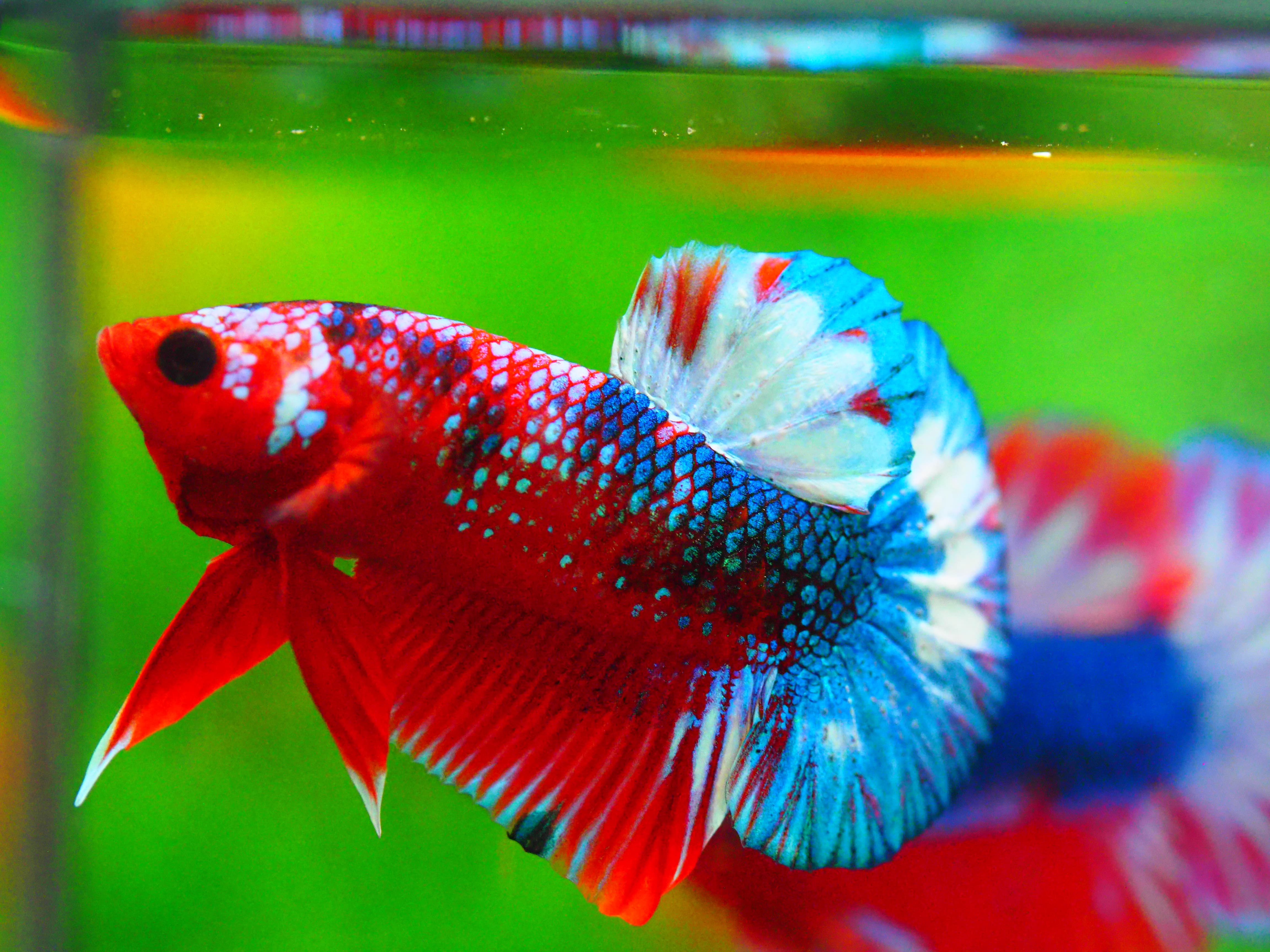 HMPK FANCY MALE GRADE A +++