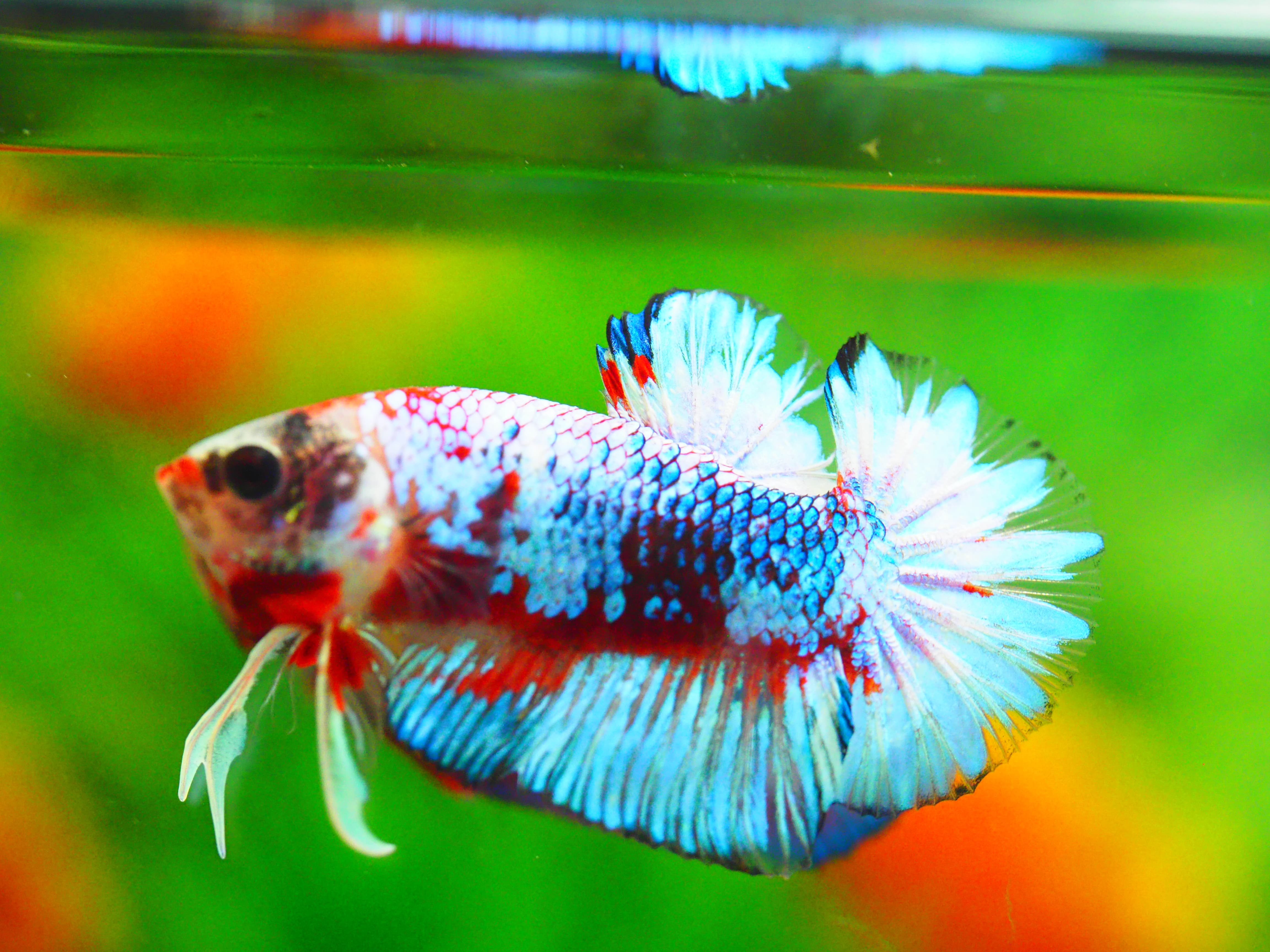 HMPK FANCY MALE GRADE A +++