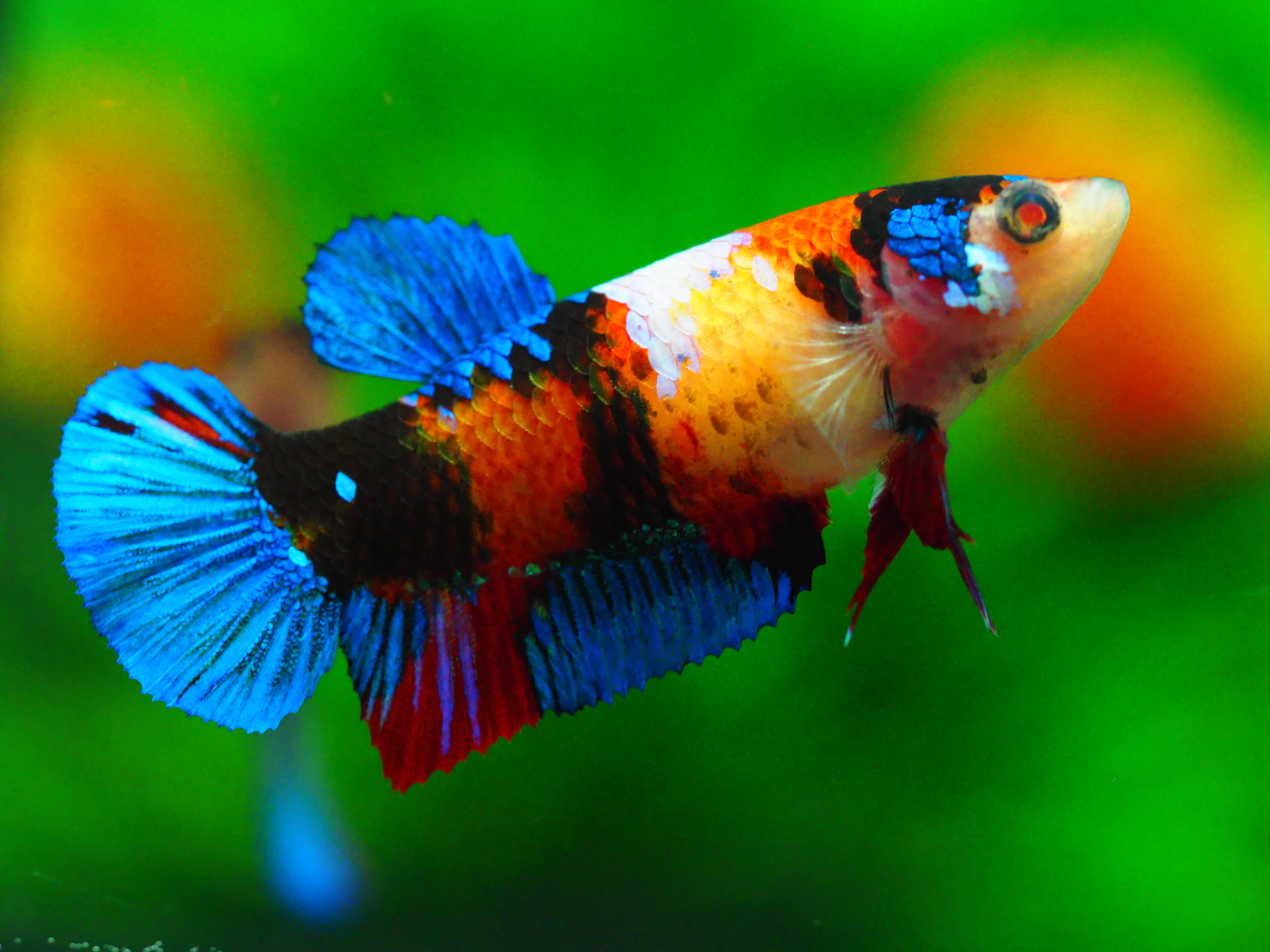 HMPK KOI GALAXY FN MALE GRADE A +++