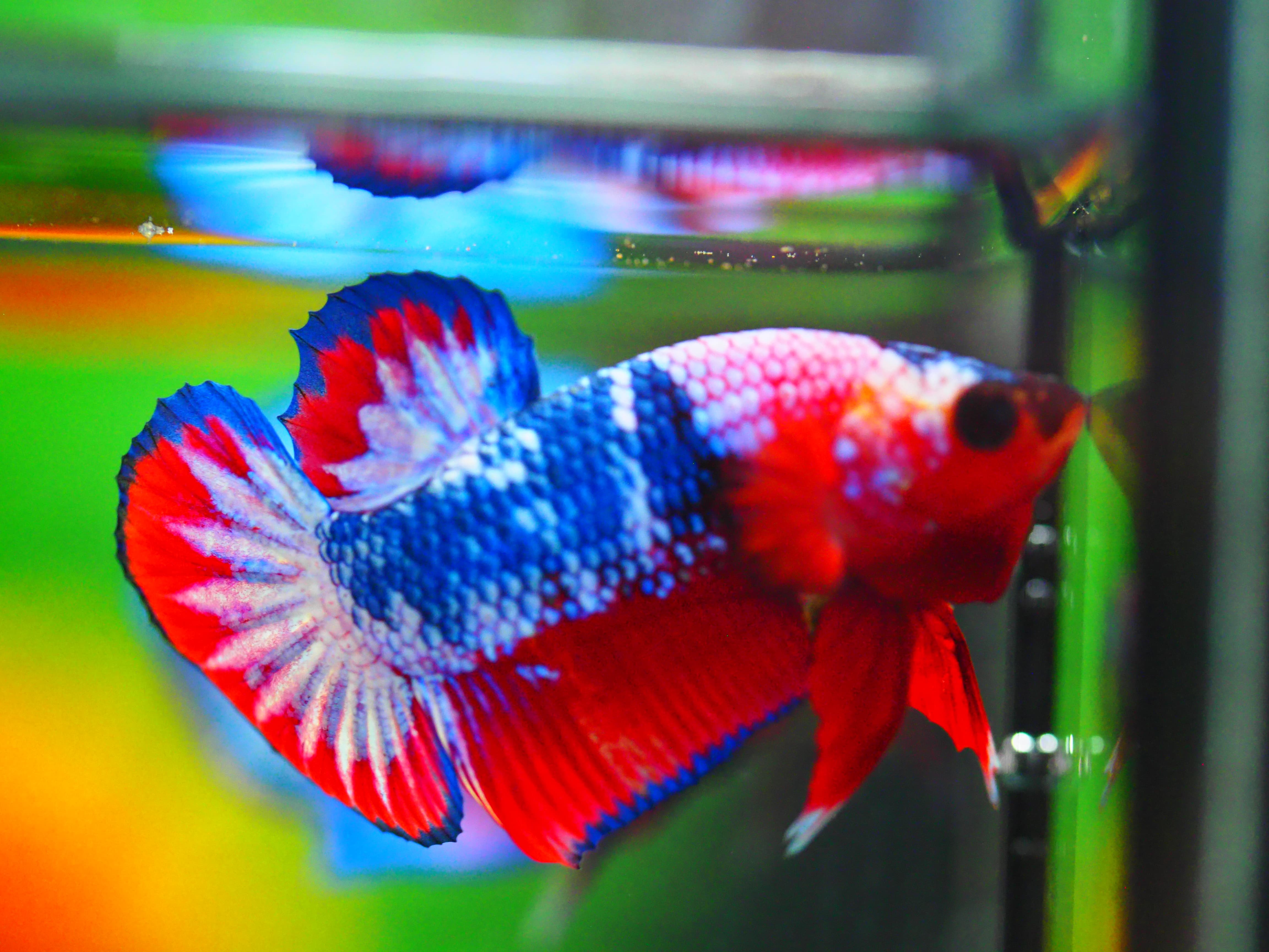 HMPK FANCY MALE GRADE A +++