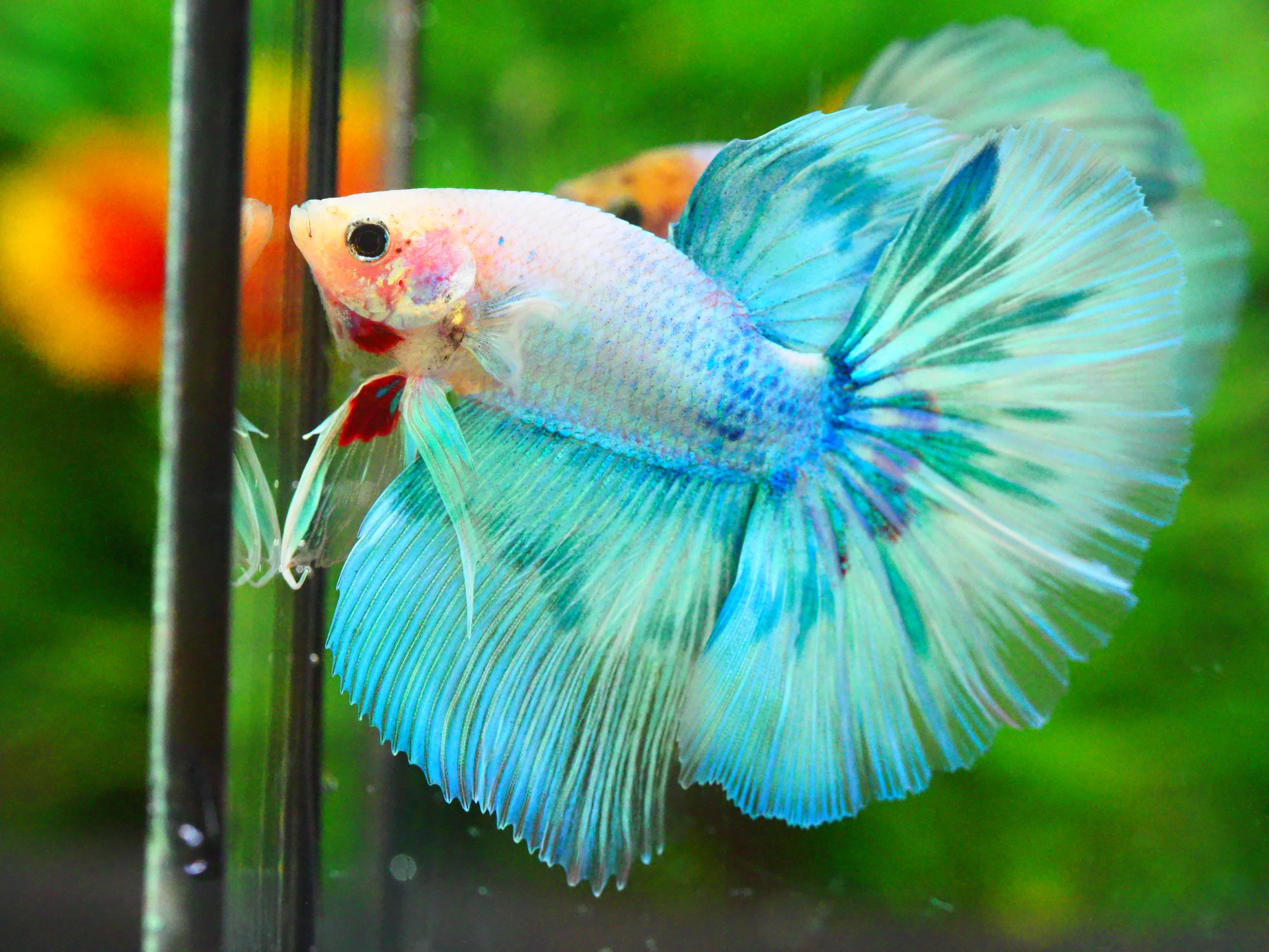 HM FANCY MALE GRADE A +++