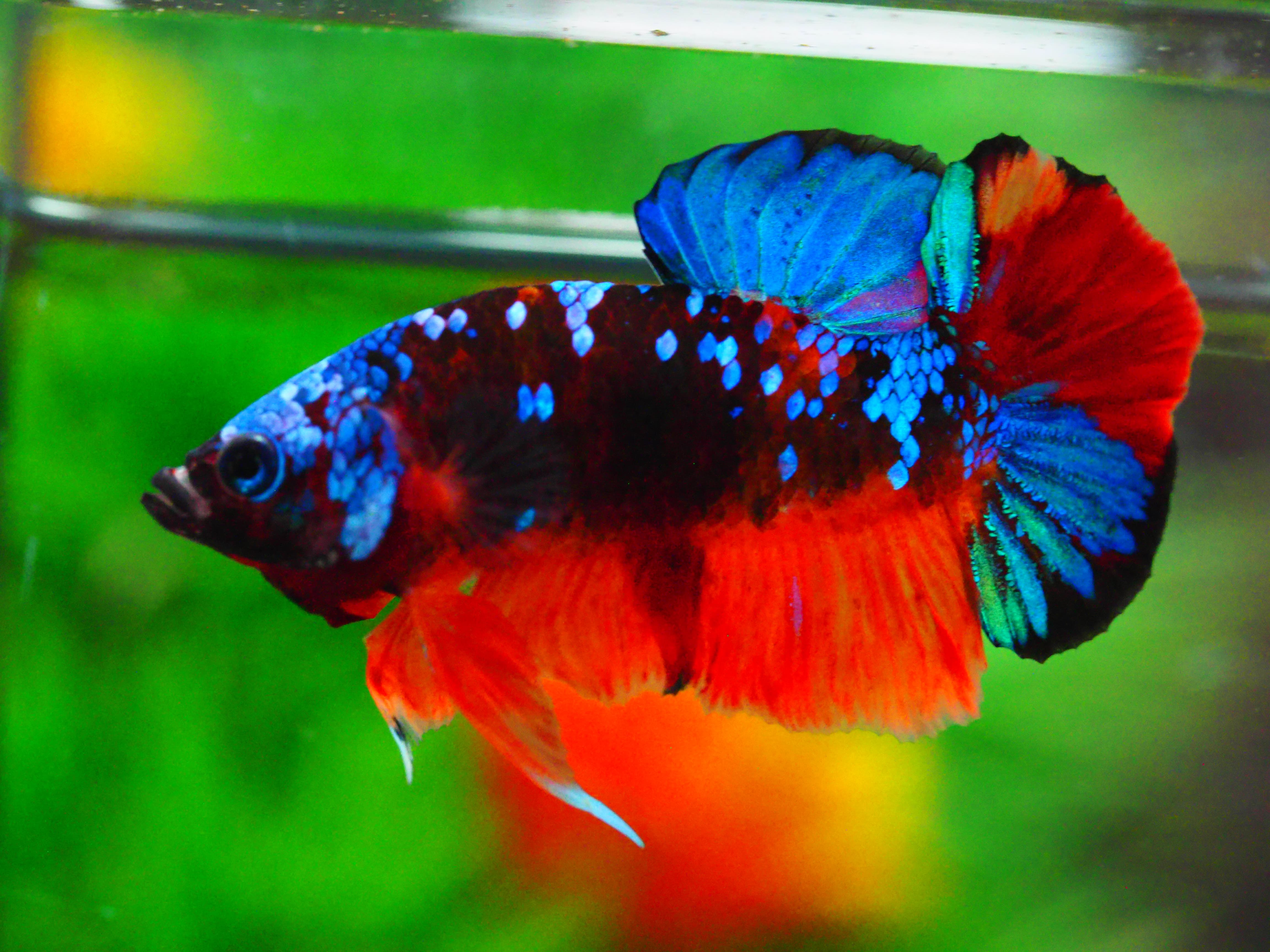 HMPK KOI GALAXY MALE GRADE A +++