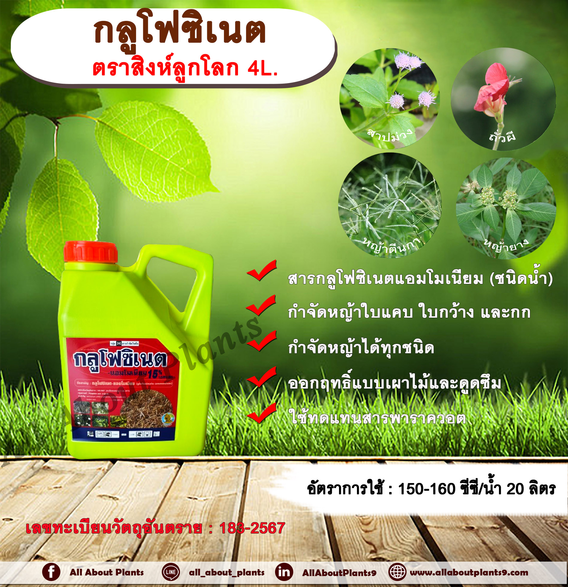 กลูโฟซิเนต ตราสิงห์ลูกโลก 4L. กลูโฟซิเนตแอมโมเนียม สารกำจัดวัชพืช กำจัดหญ้าใบแคบ ใบกว้าง กก หญ้าทุกชนิด ออกฤทธิ์แบบเผาไหม้และดูดซึม กระติก